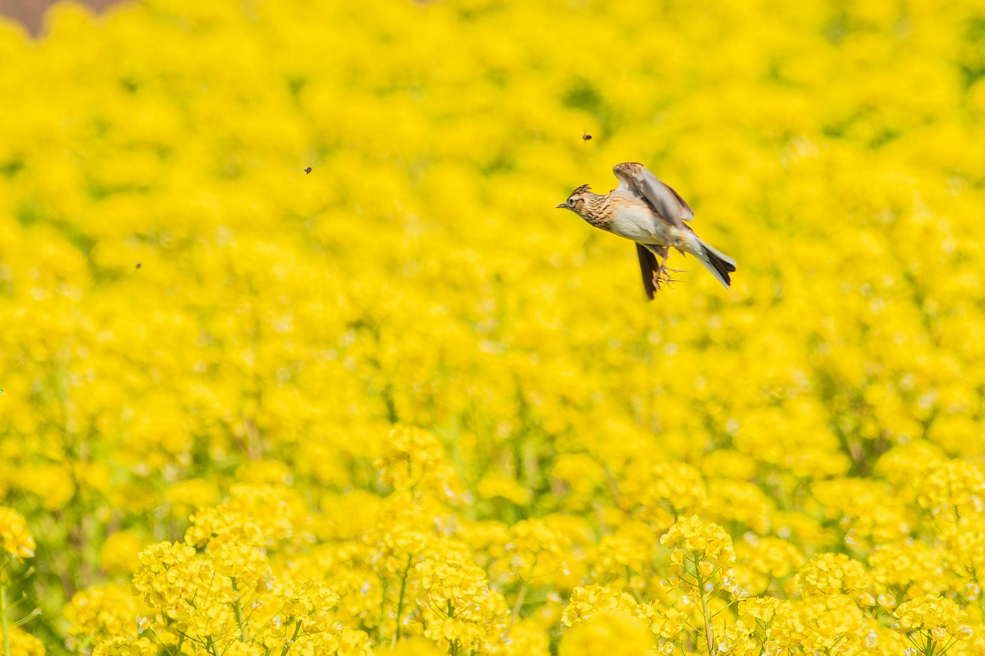 黄色い花の中を飛び回る小鳥の鮮やかな瞬間