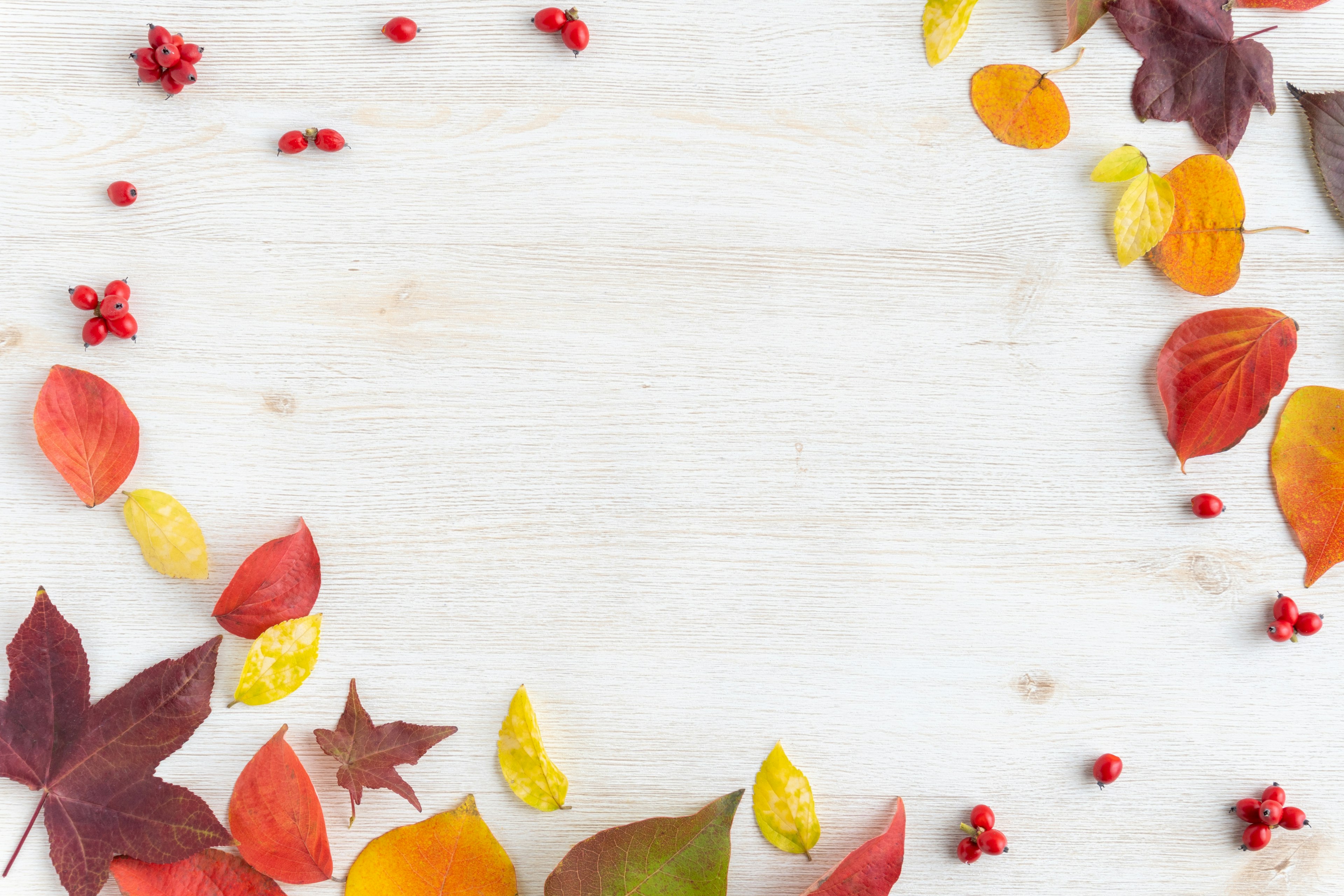 Autumn leaves and red berries arranged on a white background