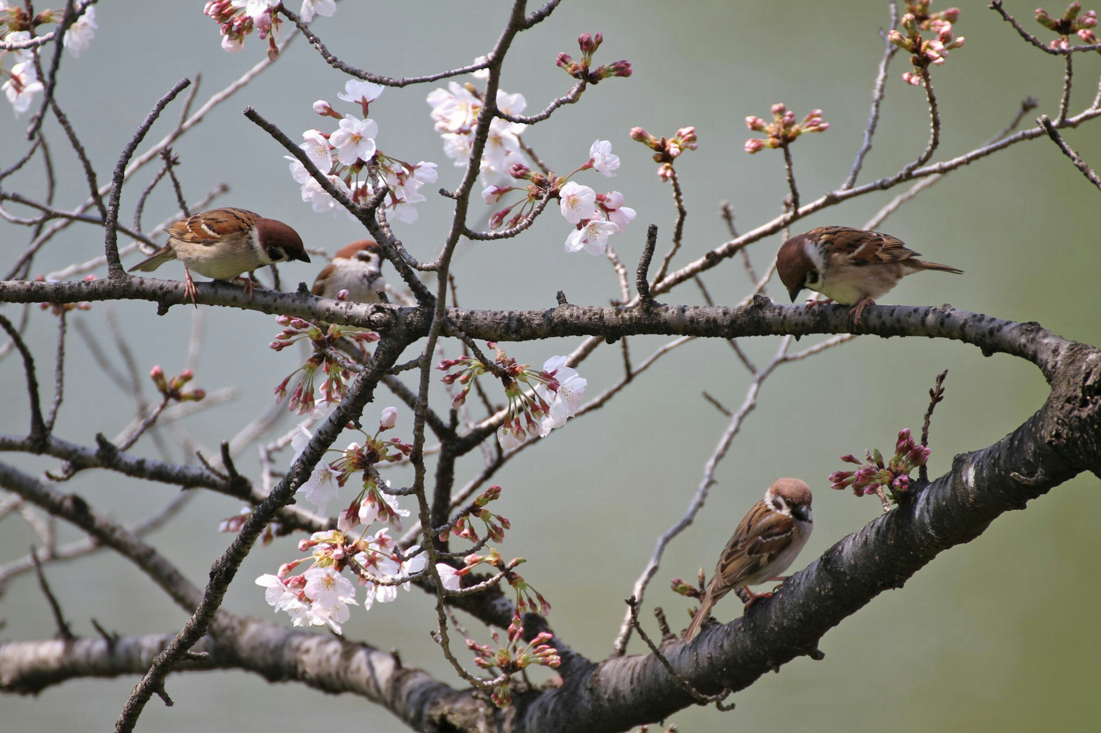 桜の花が咲く枝にとまるスズメたちの画像