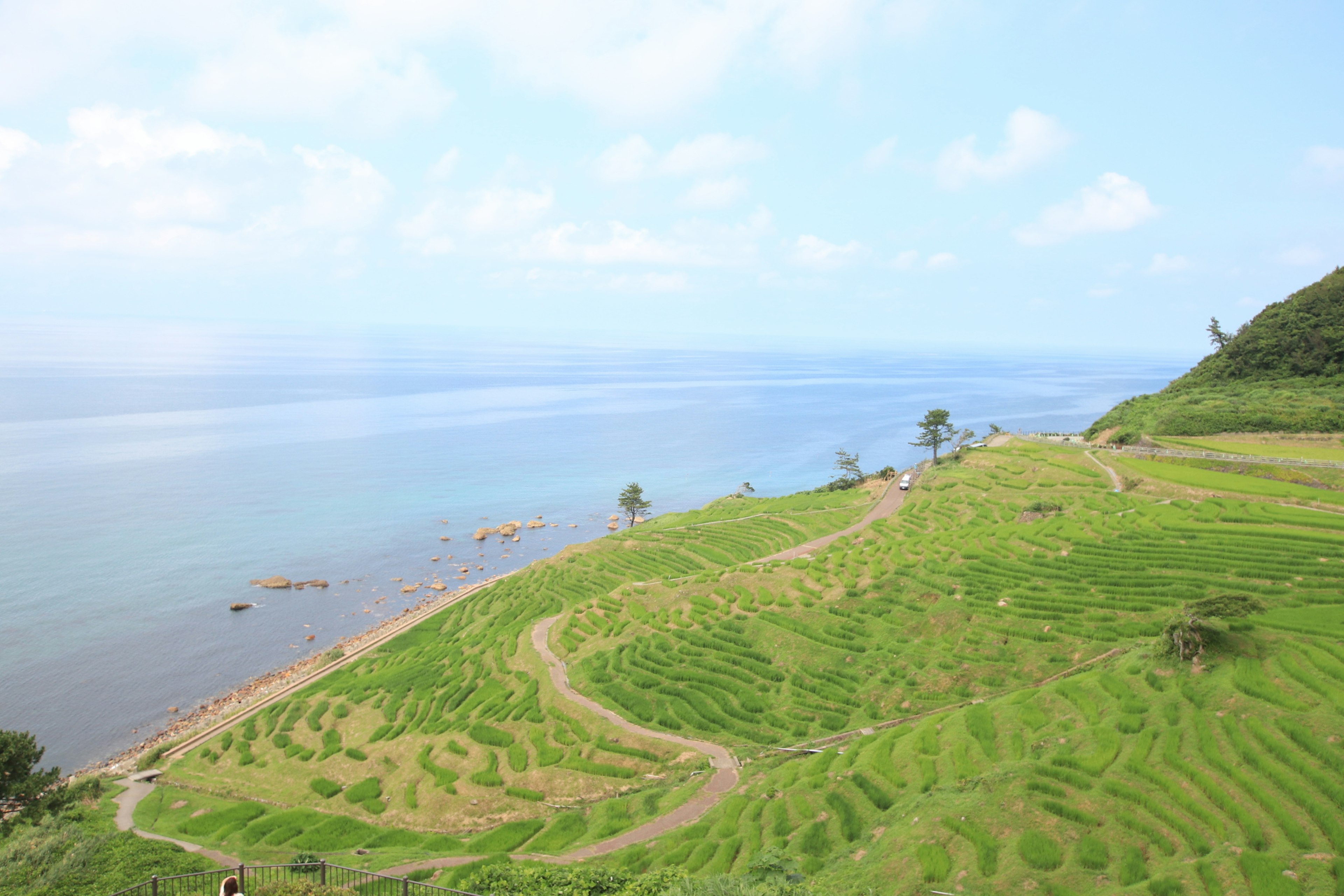 Scenic view of green terraced rice fields overlooking a blue ocean