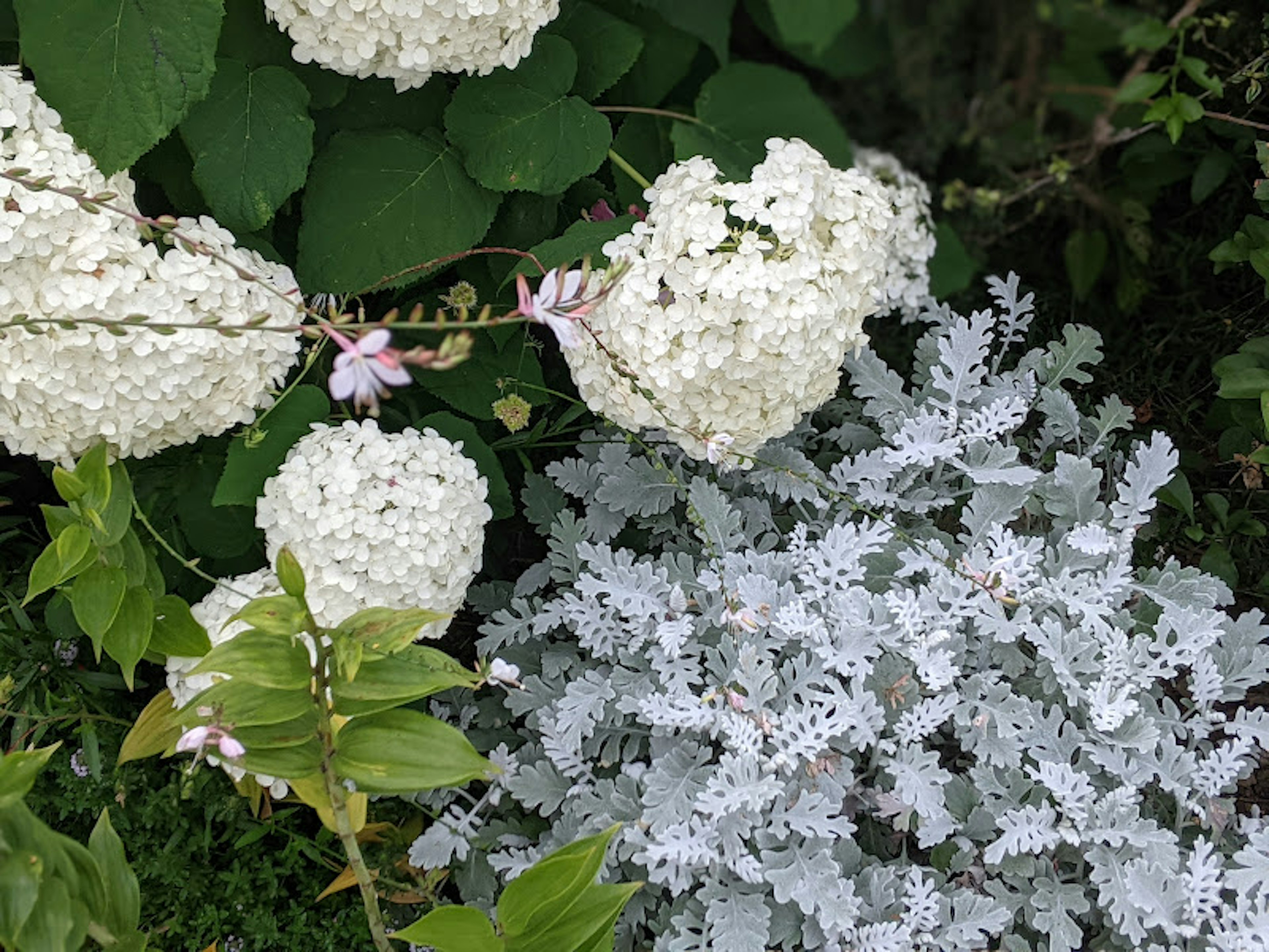 Una scena di giardino con fiori bianchi e foglie verdi lussureggianti