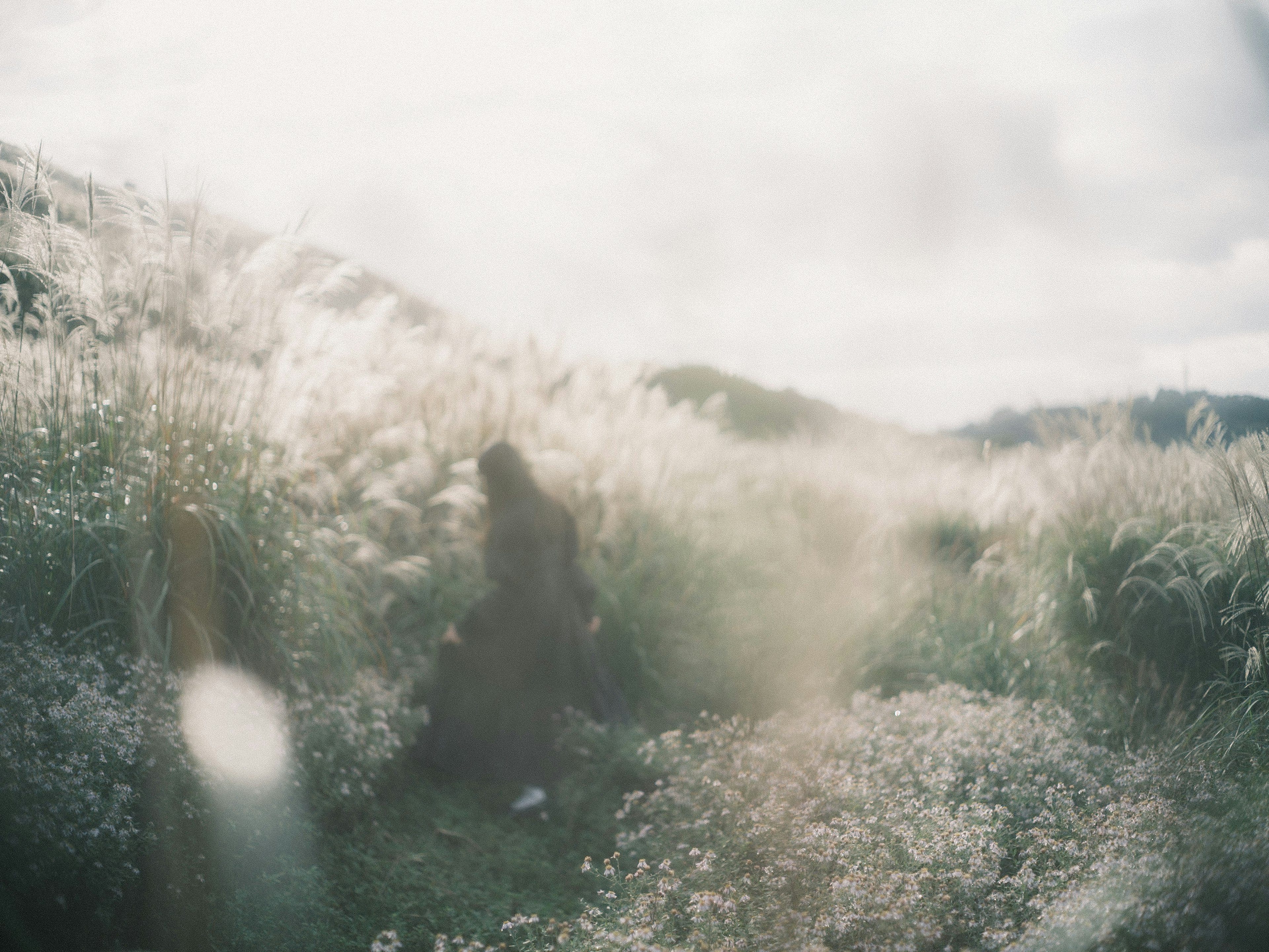 A figure in a misty landscape surrounded by tall grass and flowers