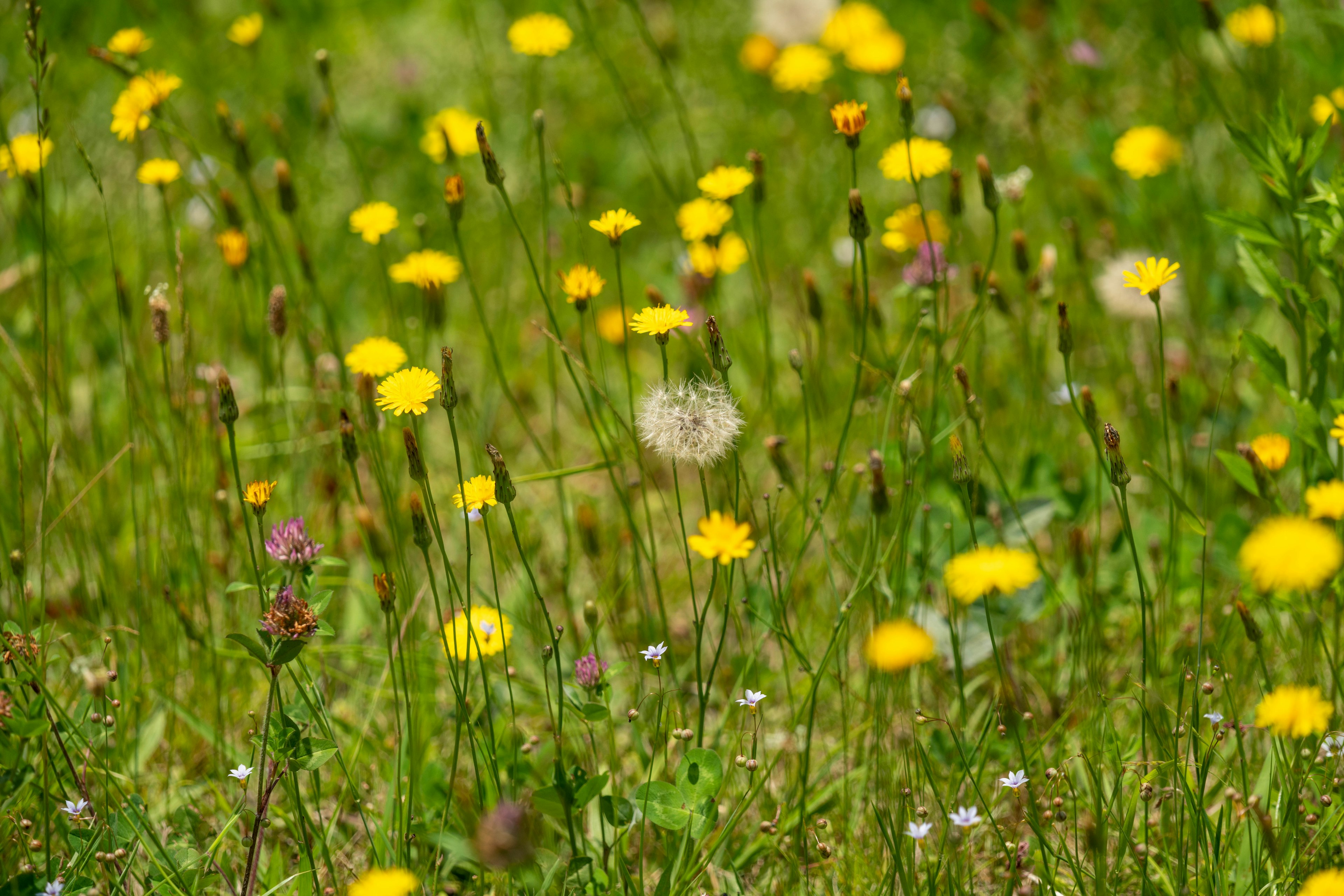 Un prado verde lleno de flores amarillas y un diente de león blanco