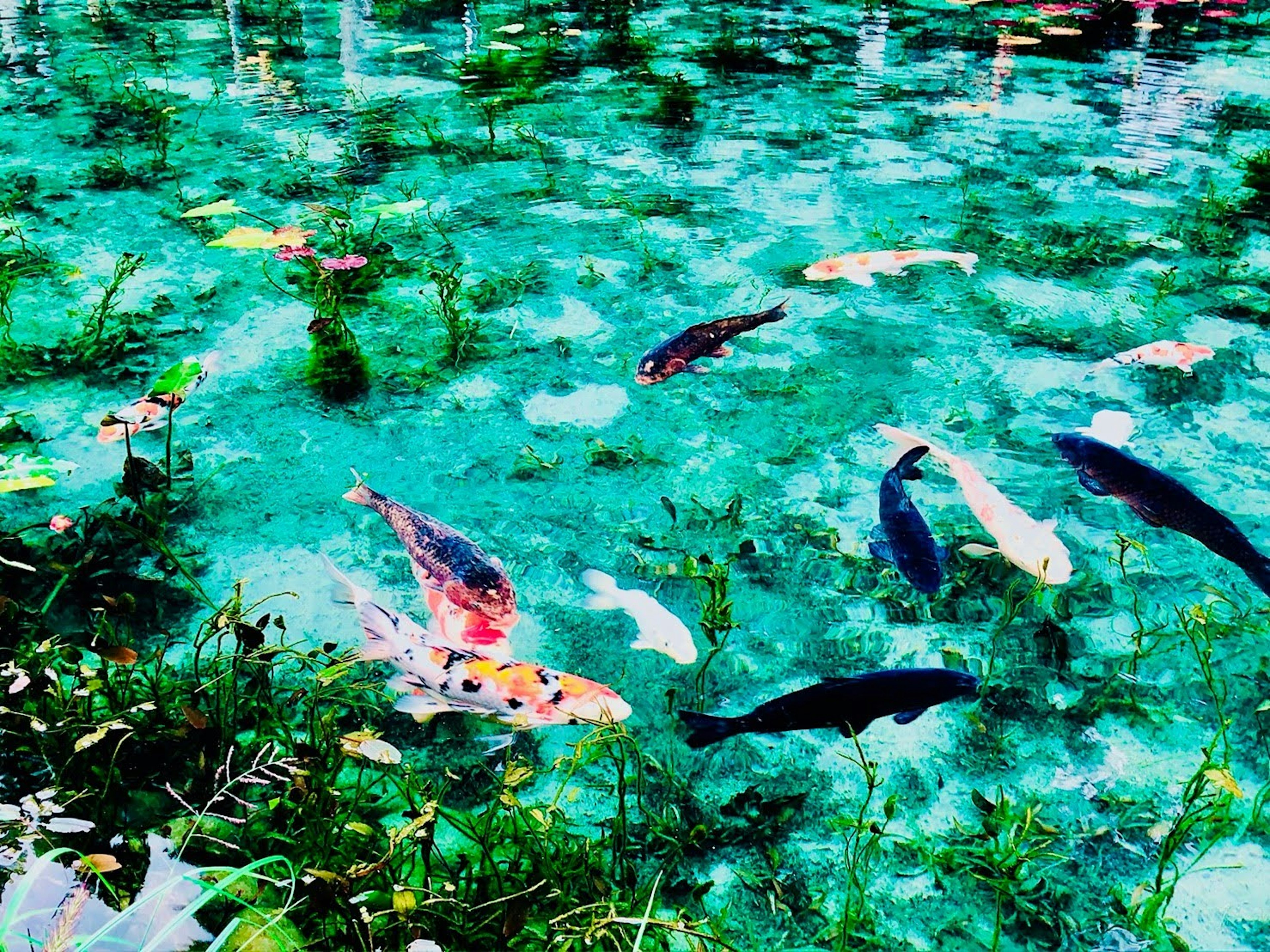 水の中で泳ぐ色とりどりの鯉と水草のある風景