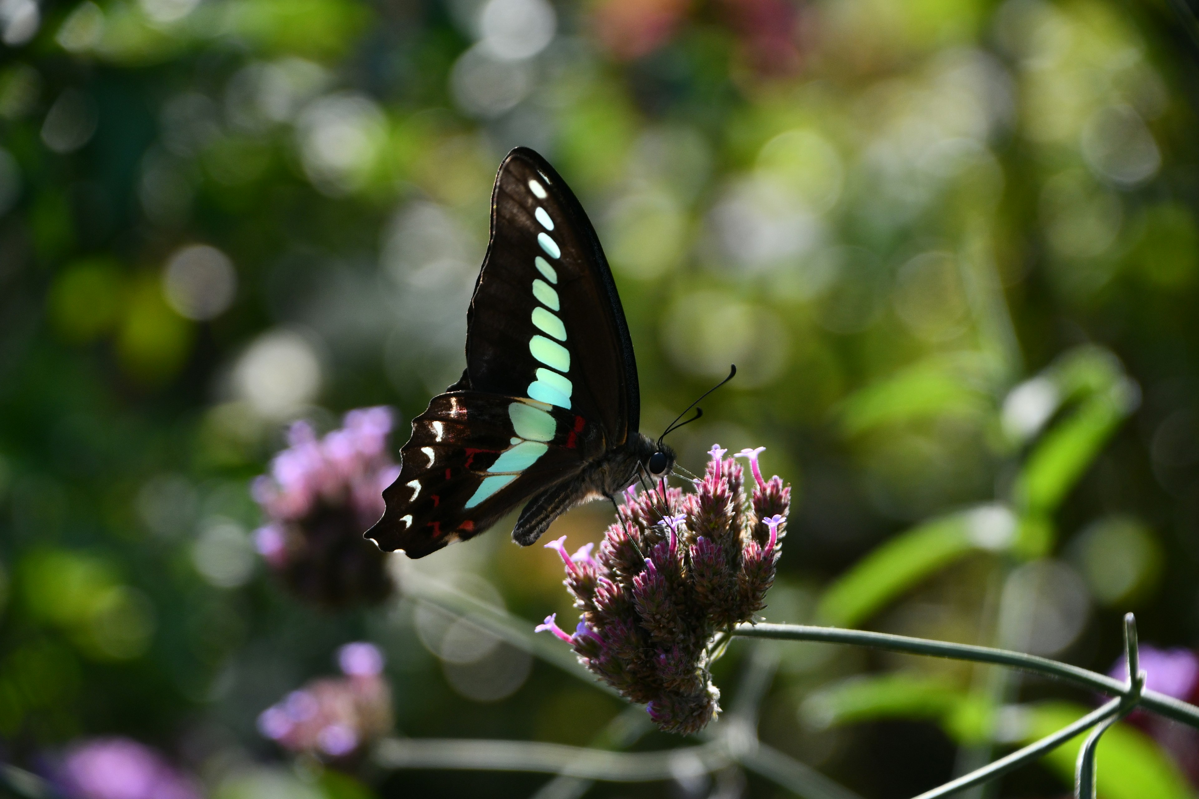 A black butterfly with turquoise spots perched on purple flowers in a vibrant garden