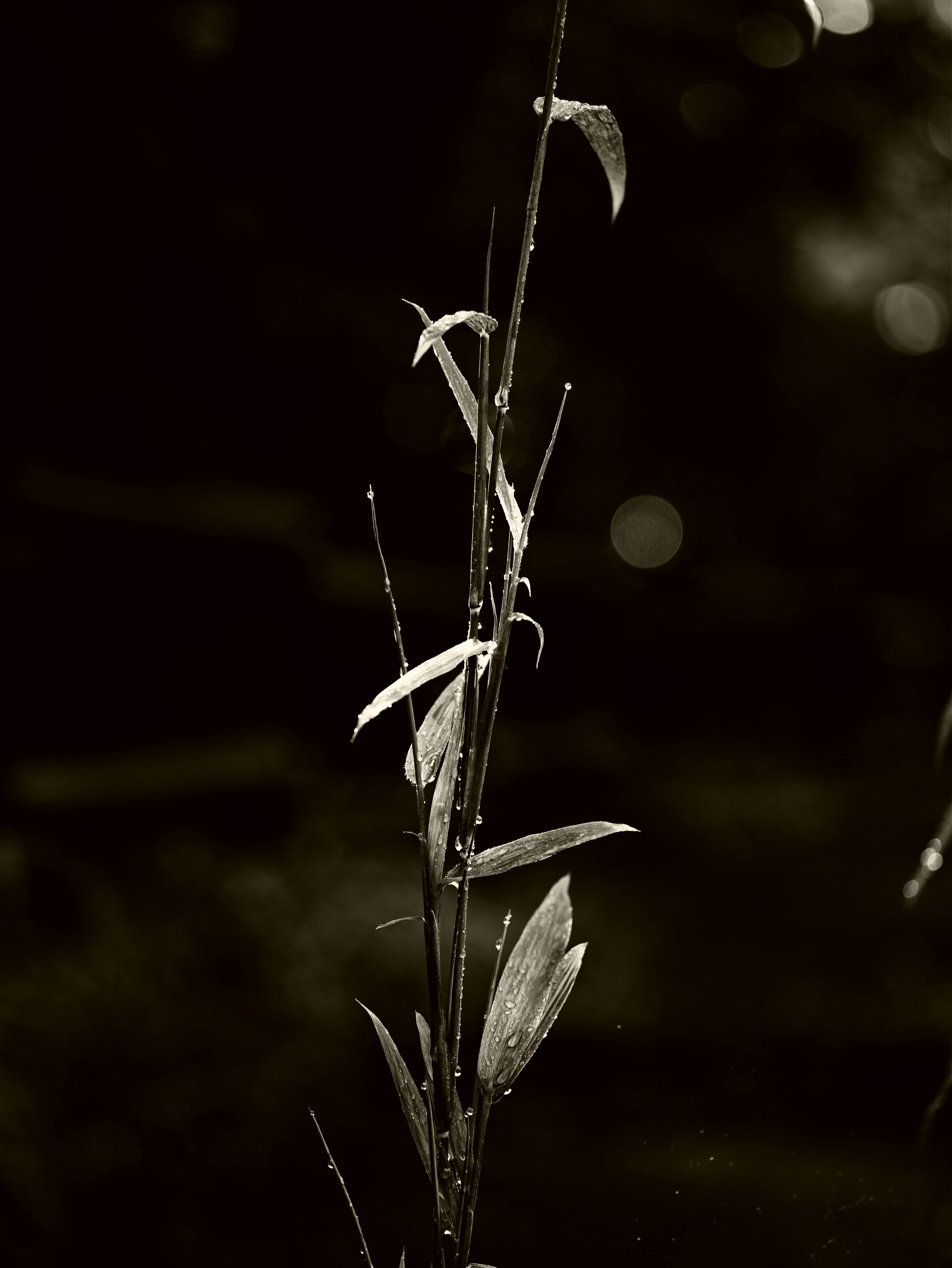 Thin plant stem with leaves against a black and white background