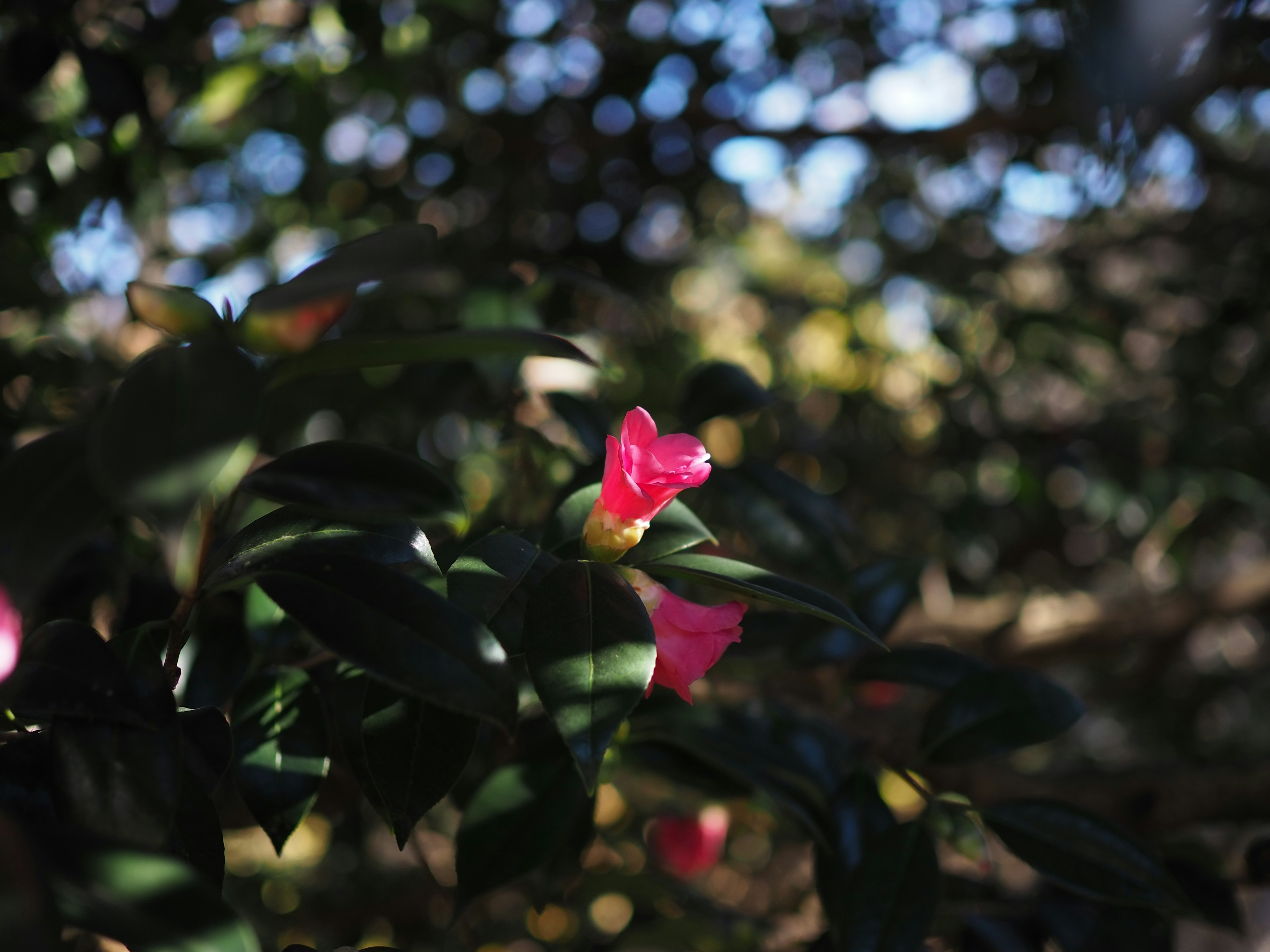 A vibrant pink flower blooming among green leaves