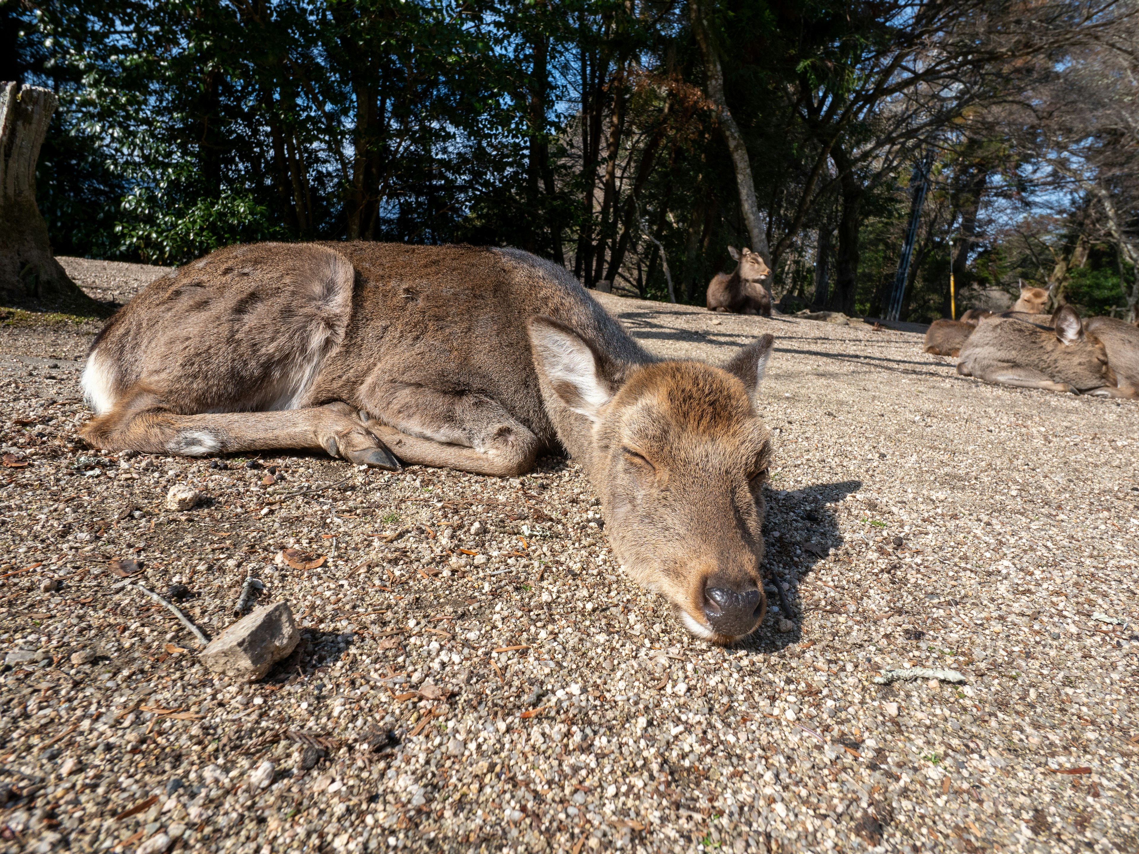 A deer resting peacefully in a serene environment