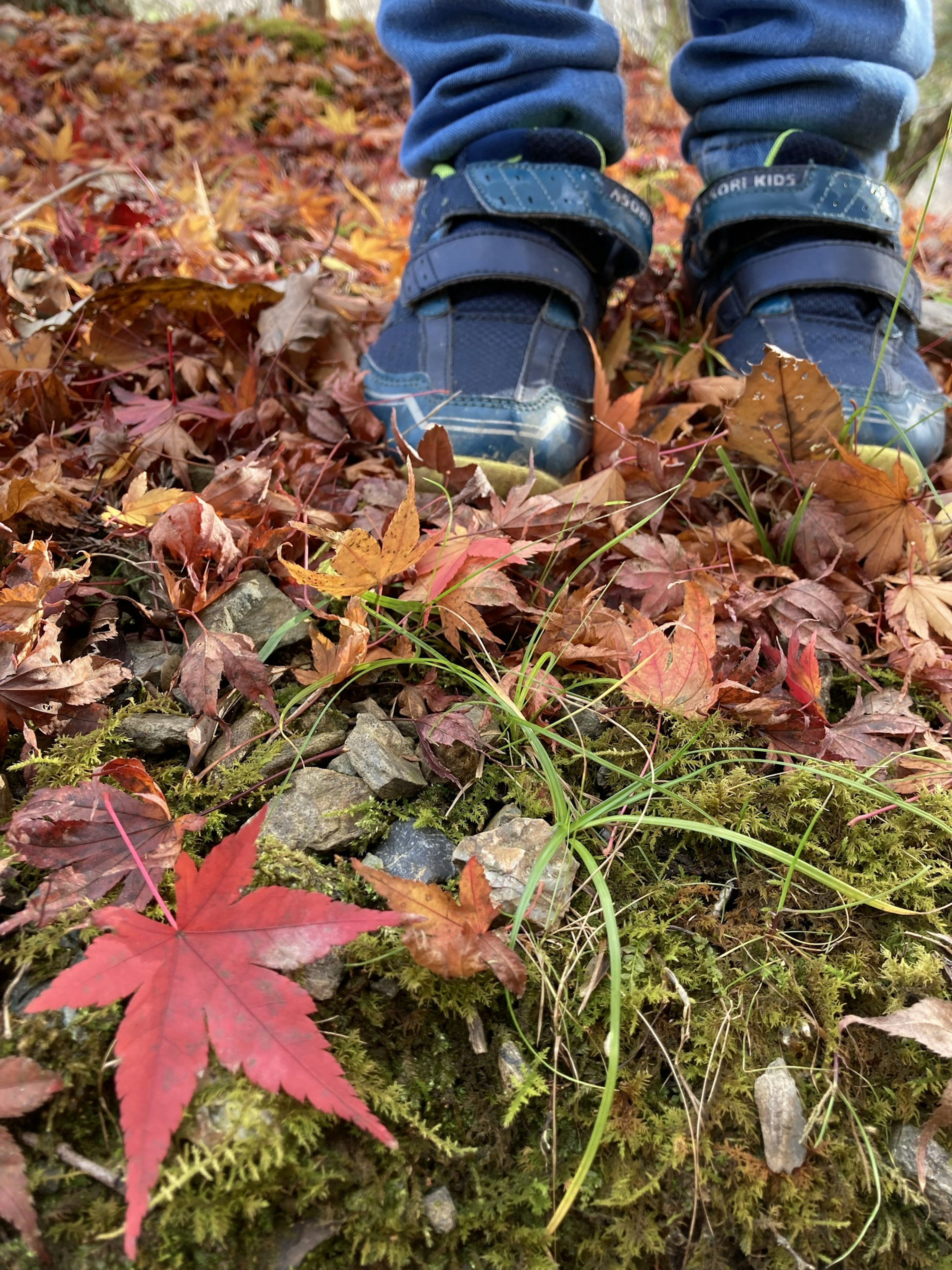 鞋子站在覆蓋著散落紅葉的地面上