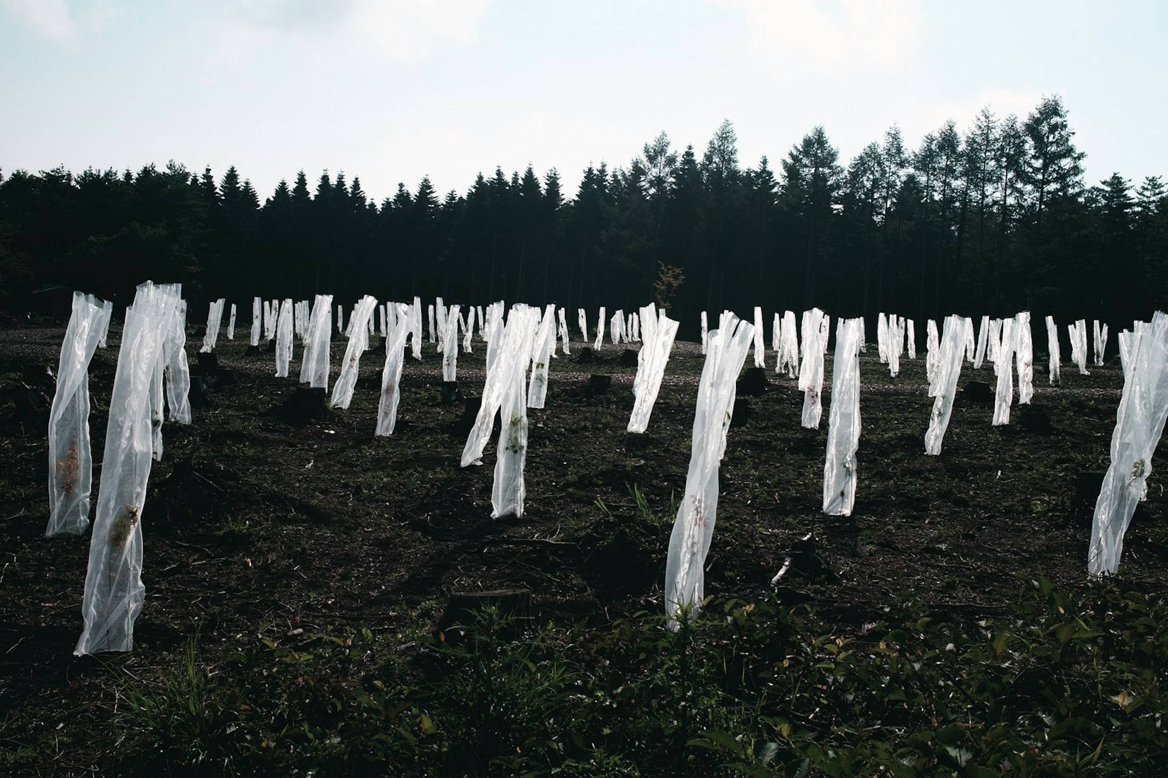 Feld mit Bäumen, die in weißen Plastikfolien eingewickelt sind