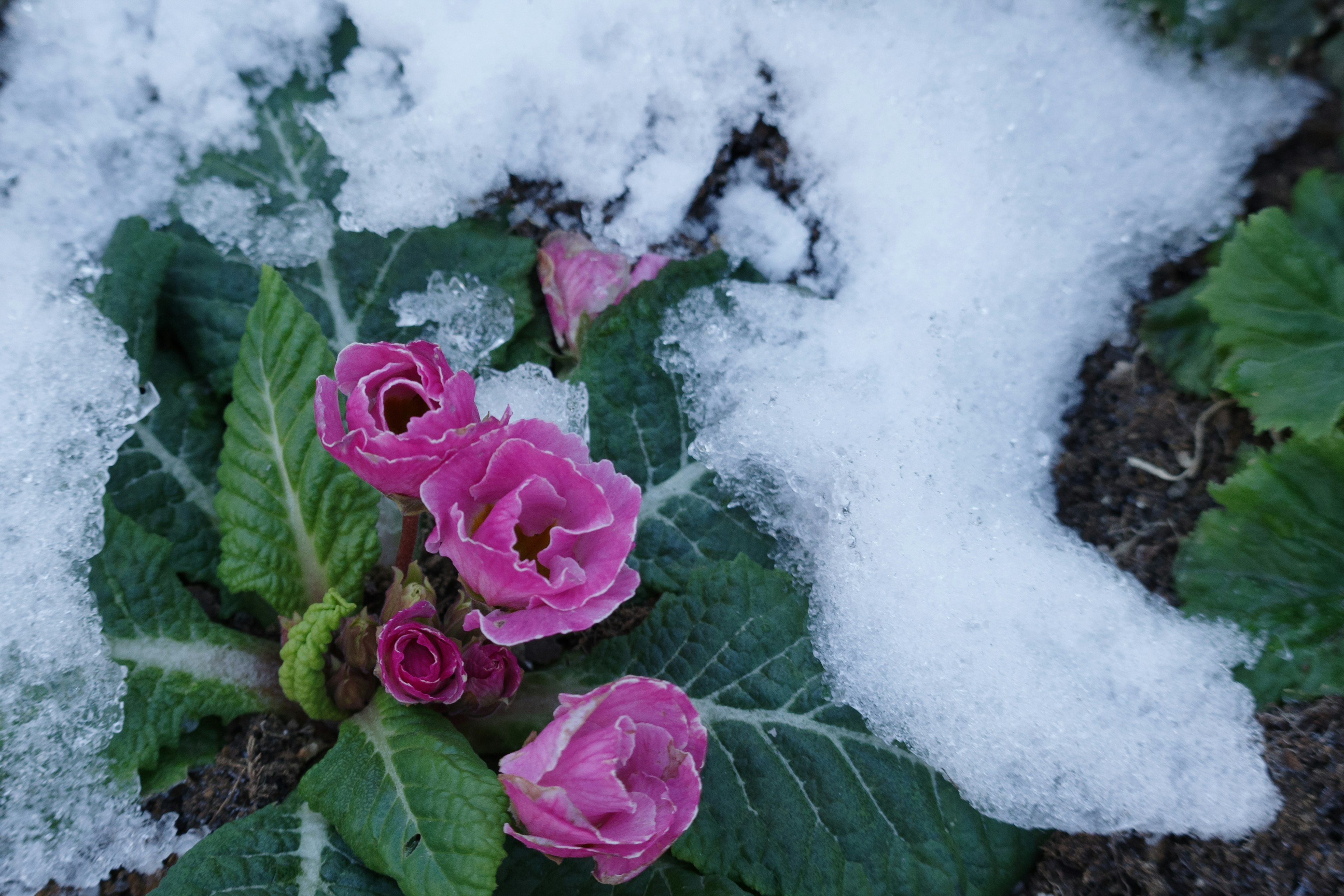 Rosa Blumen blühen im Schnee mit grünen Blättern