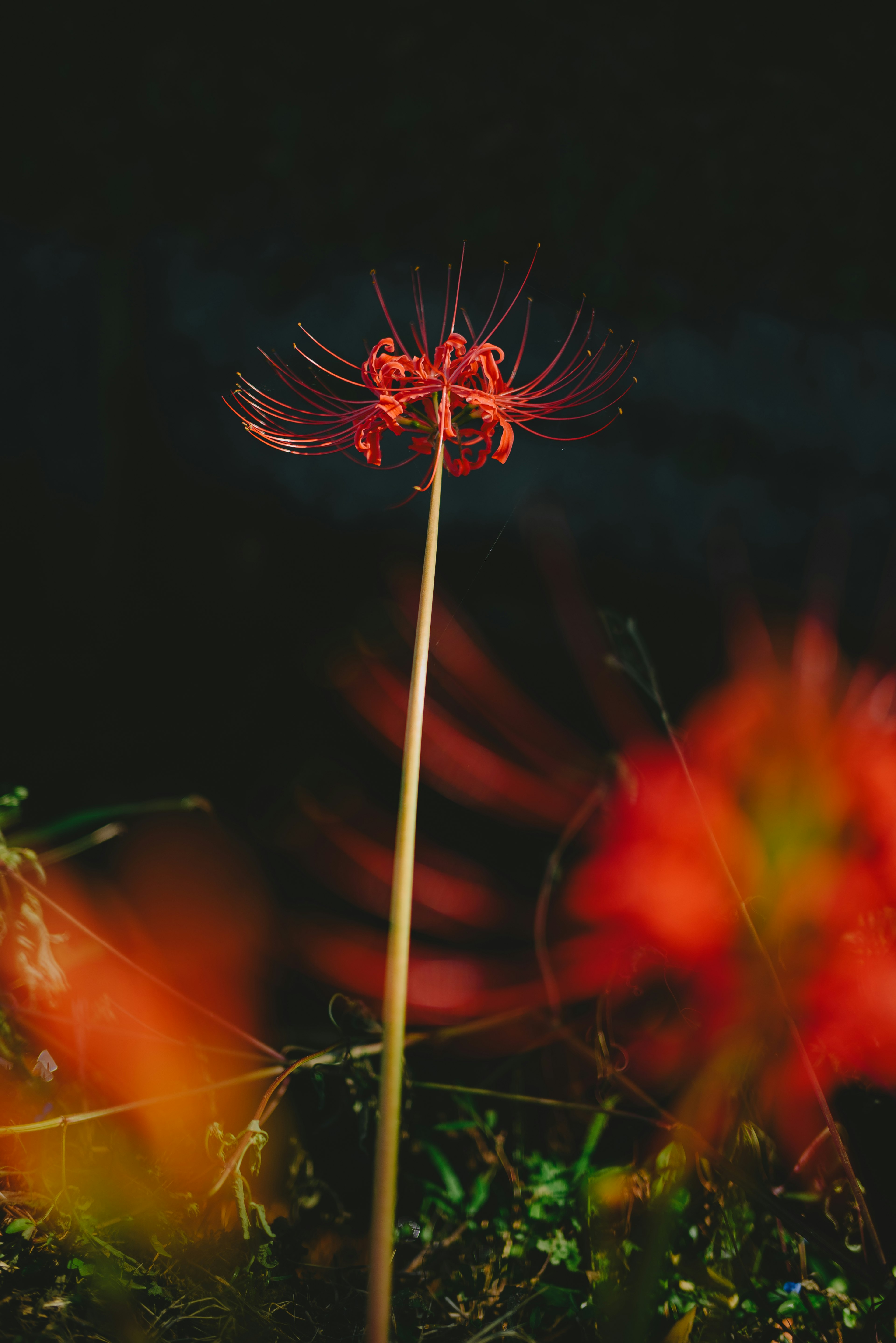 Red spider lily stands out against a dark background