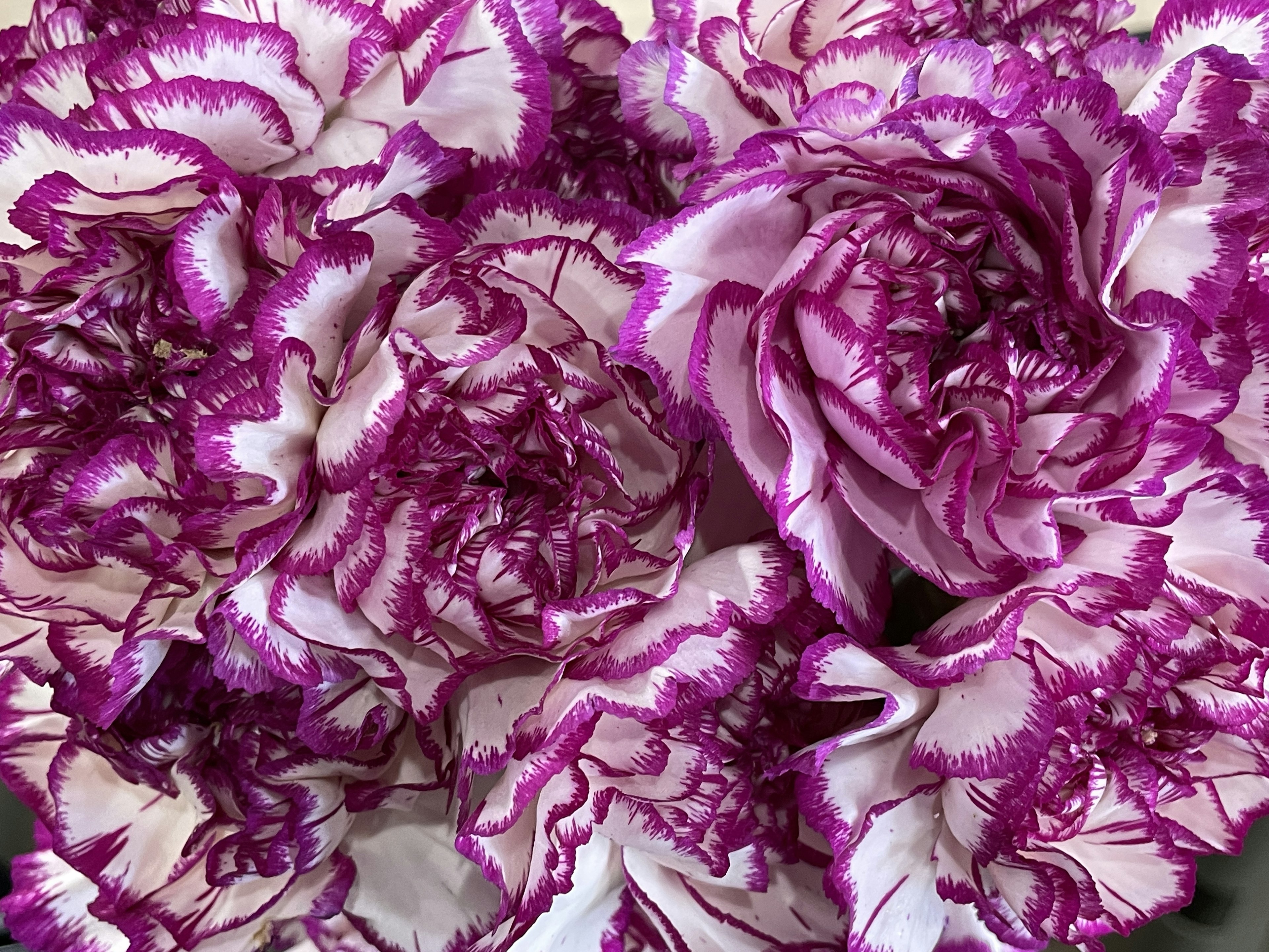 Bouquet of white carnations with purple edges