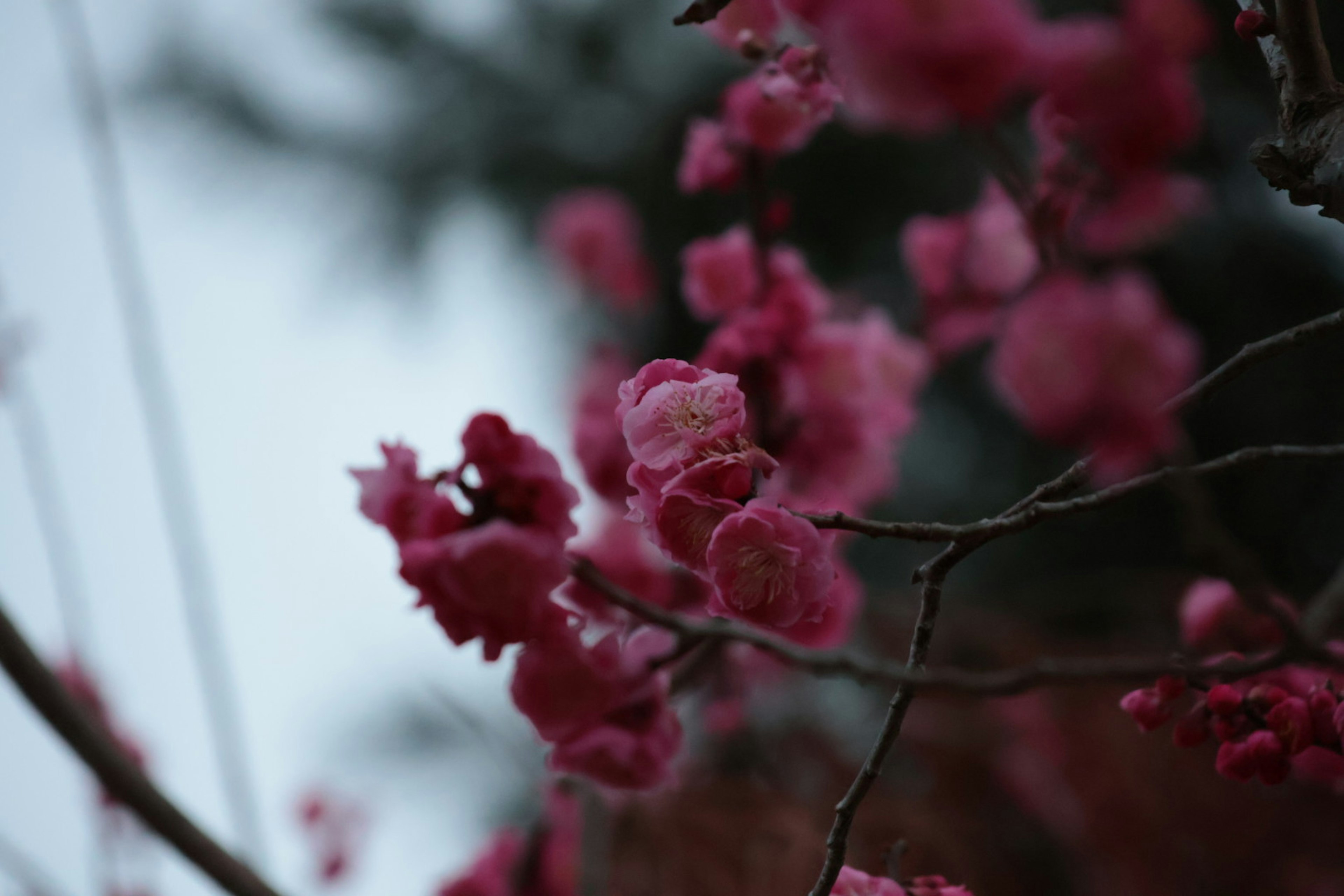 特写柔和粉色花朵的树枝