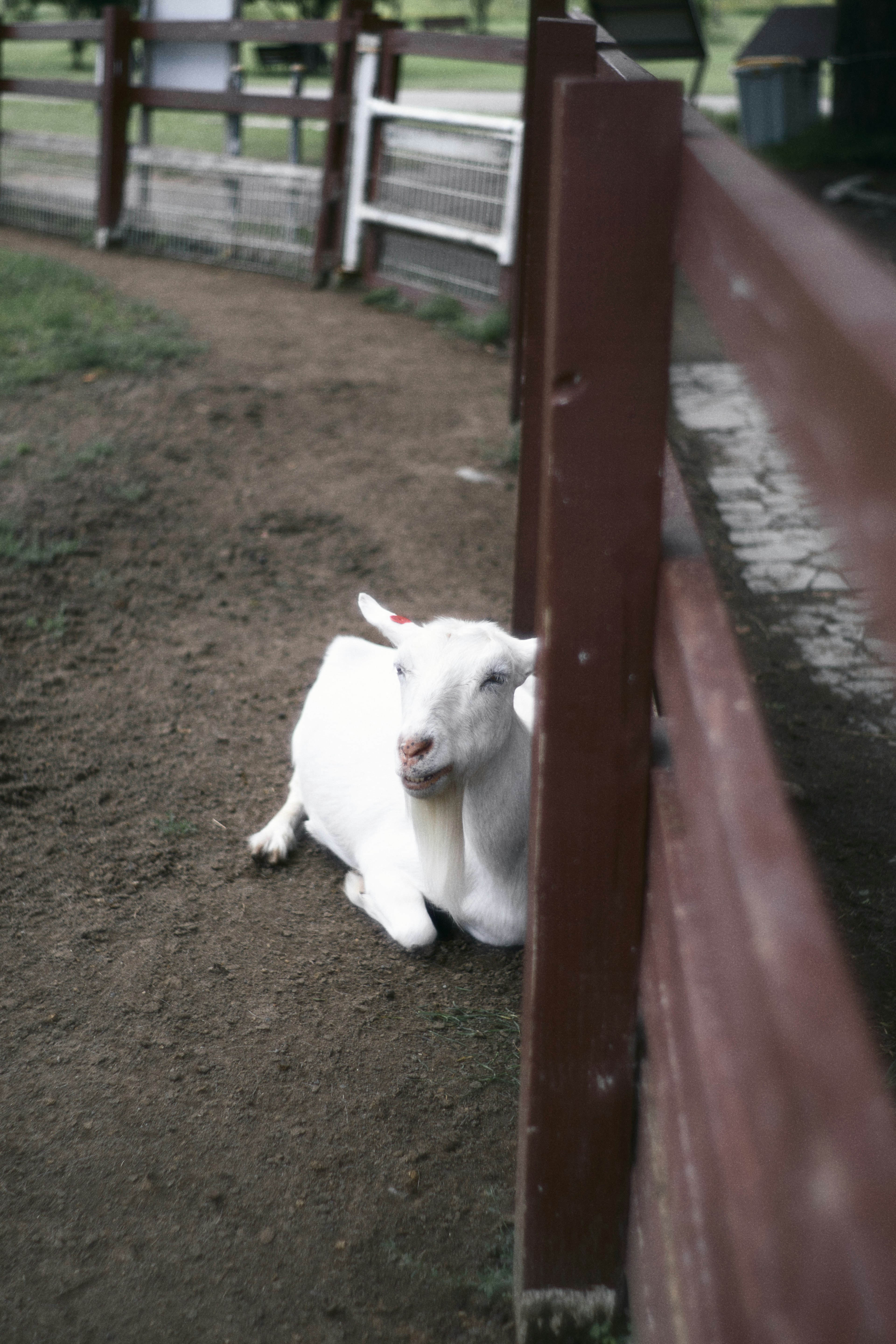 Une chèvre blanche se reposant près d'une clôture