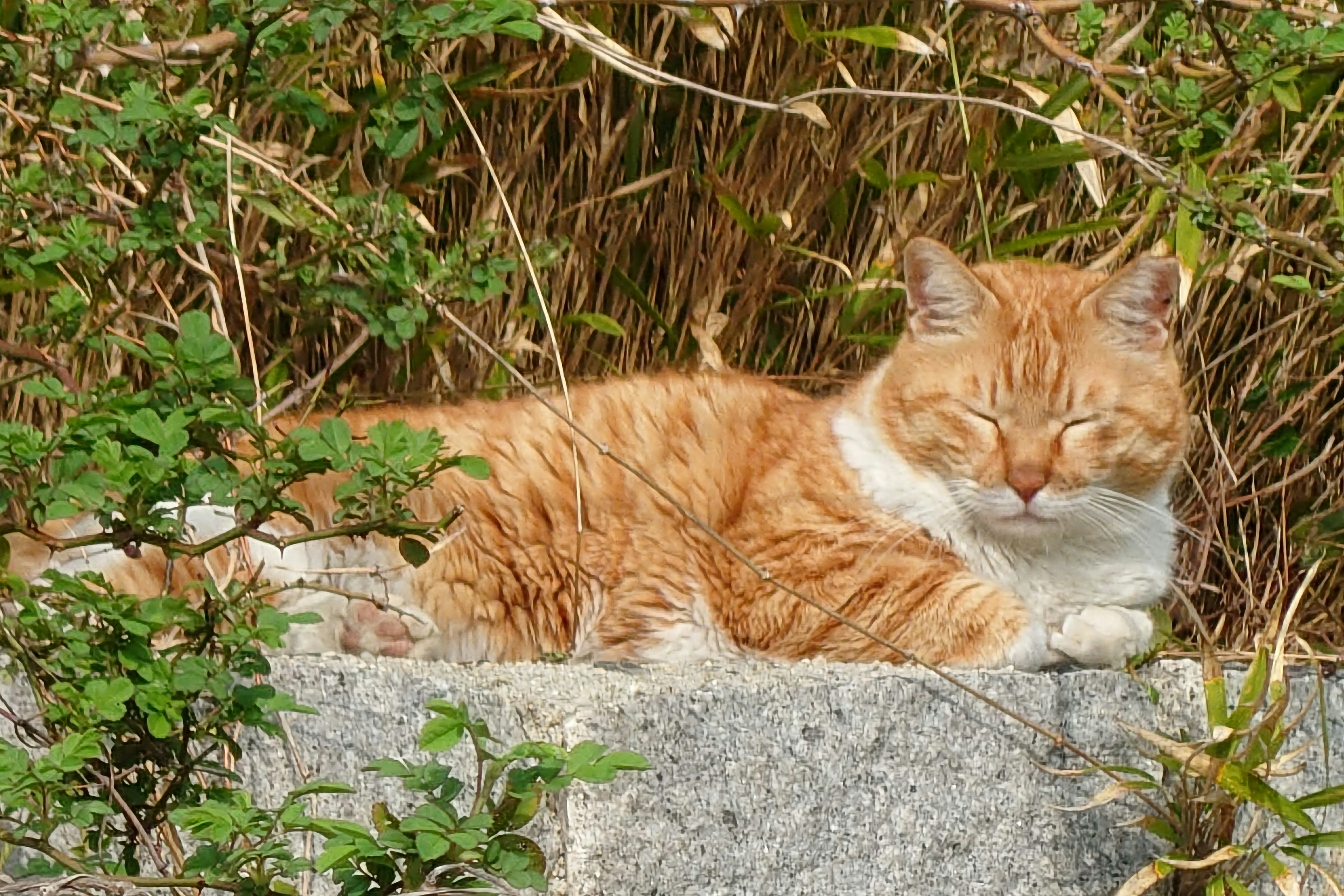 在阳光下睡觉的橙色猫