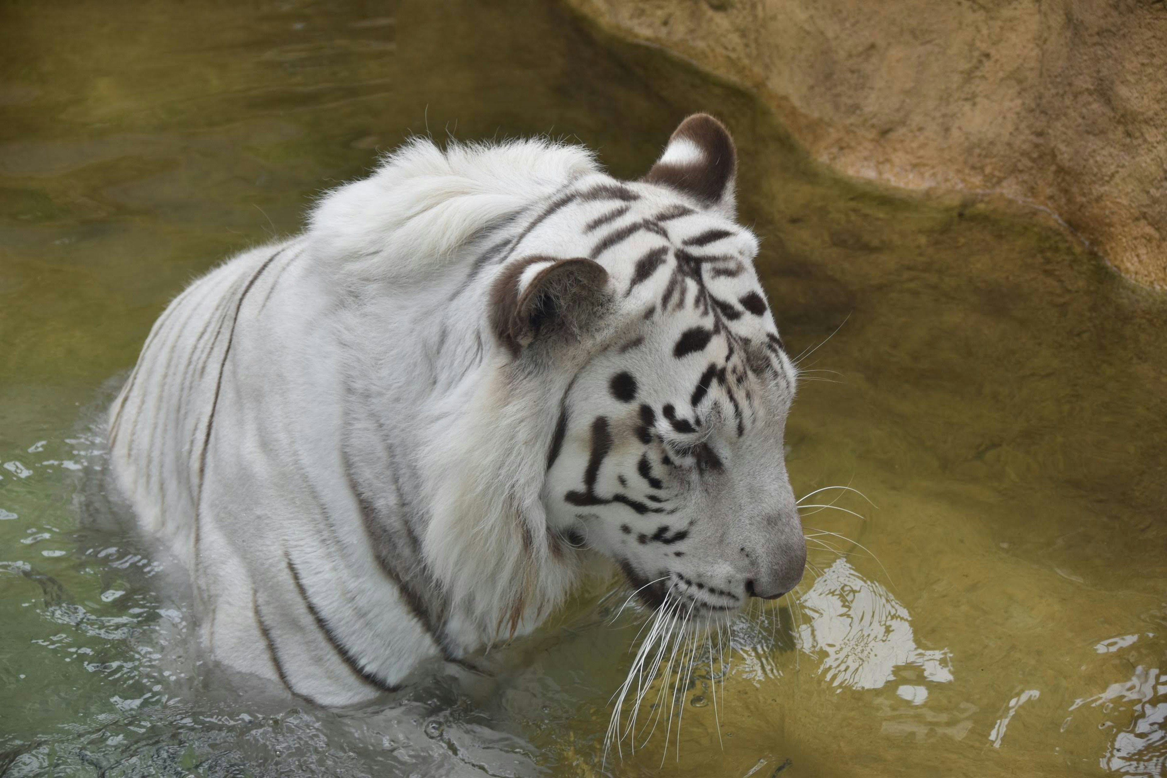 Ein weißer Tiger im Wasser von der Seite