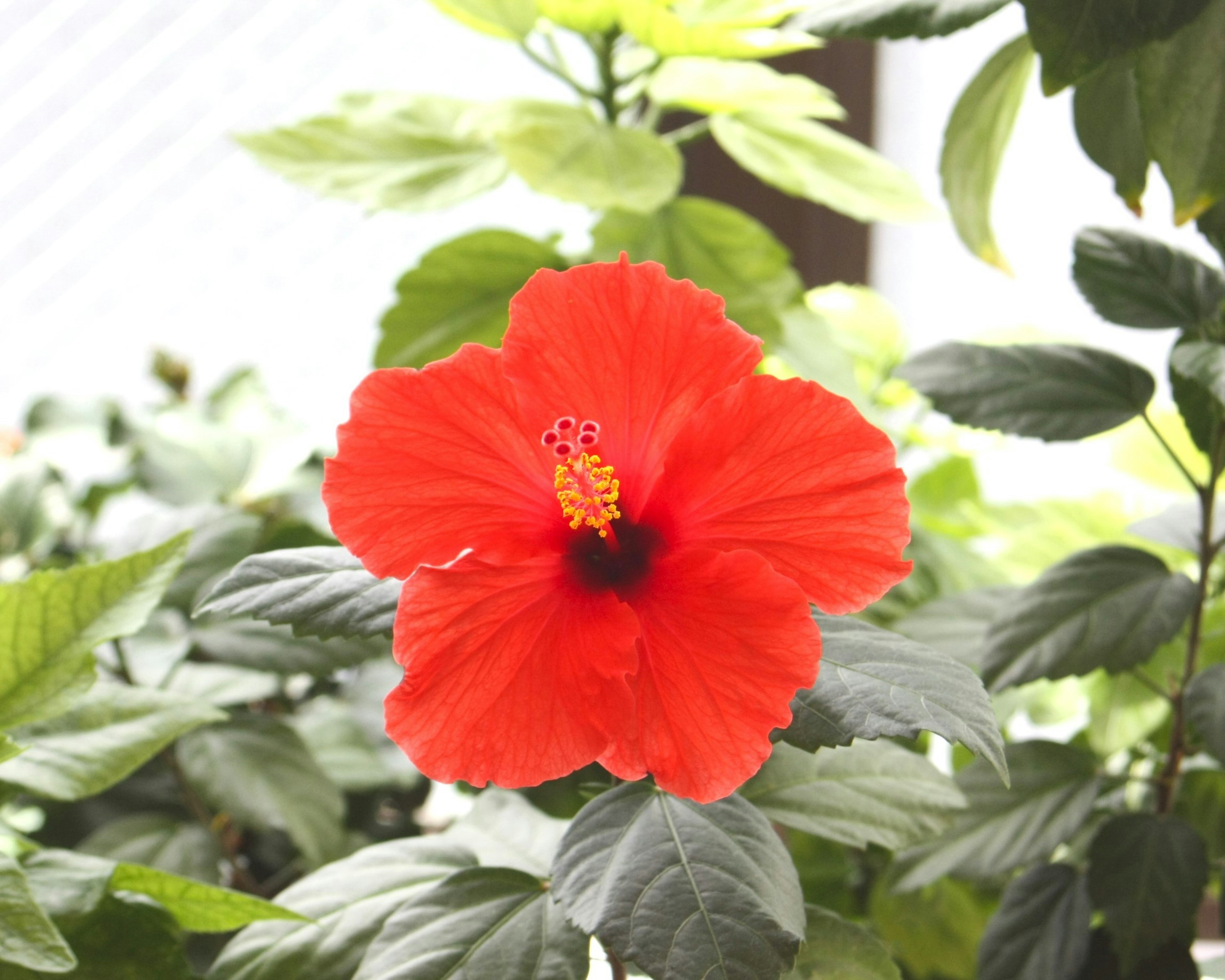 鮮やかな赤いハイビスカスの花が緑の葉に囲まれている