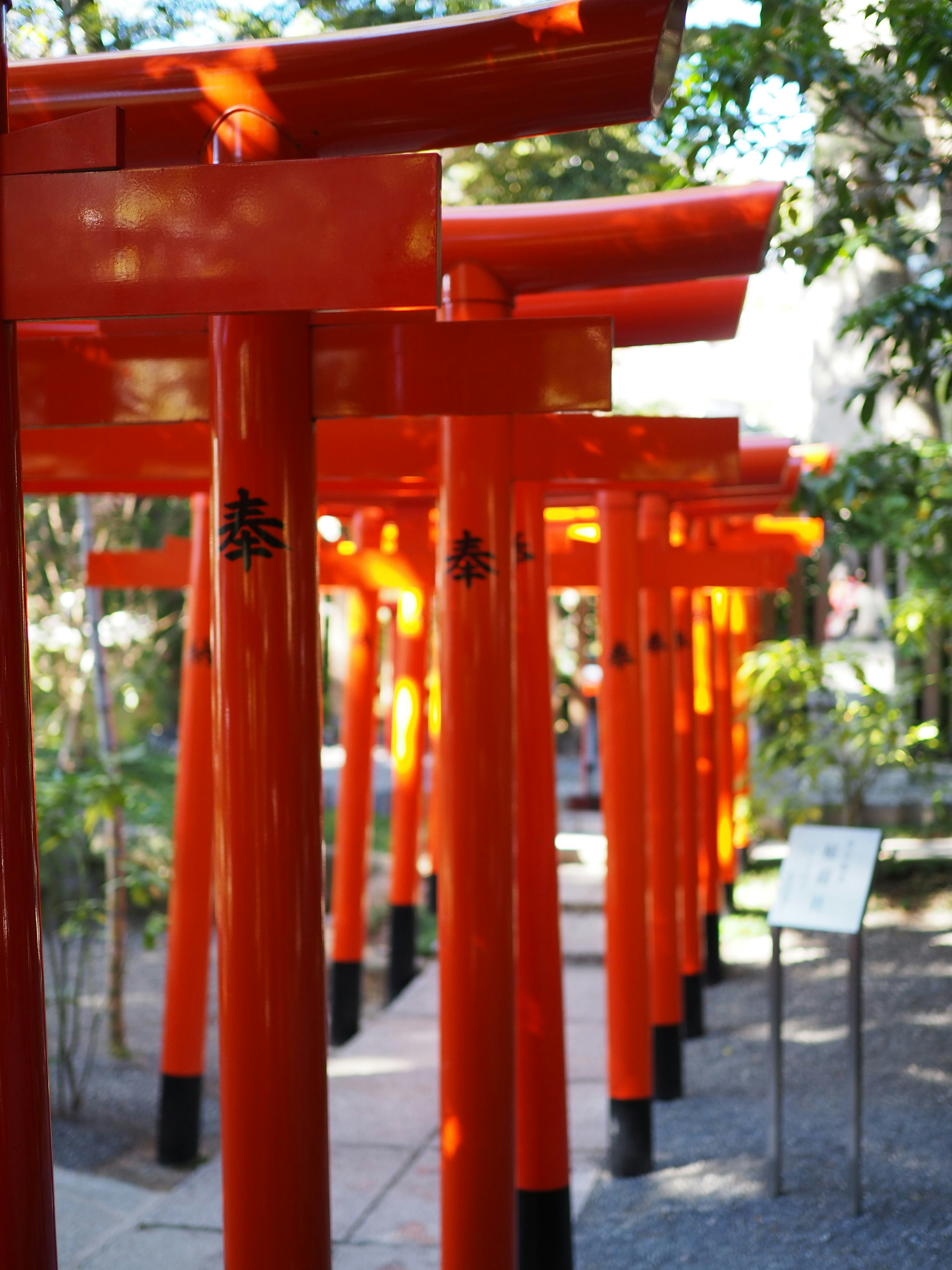 Una escena de jardín serena con filas de puertas torii rojas vibrantes