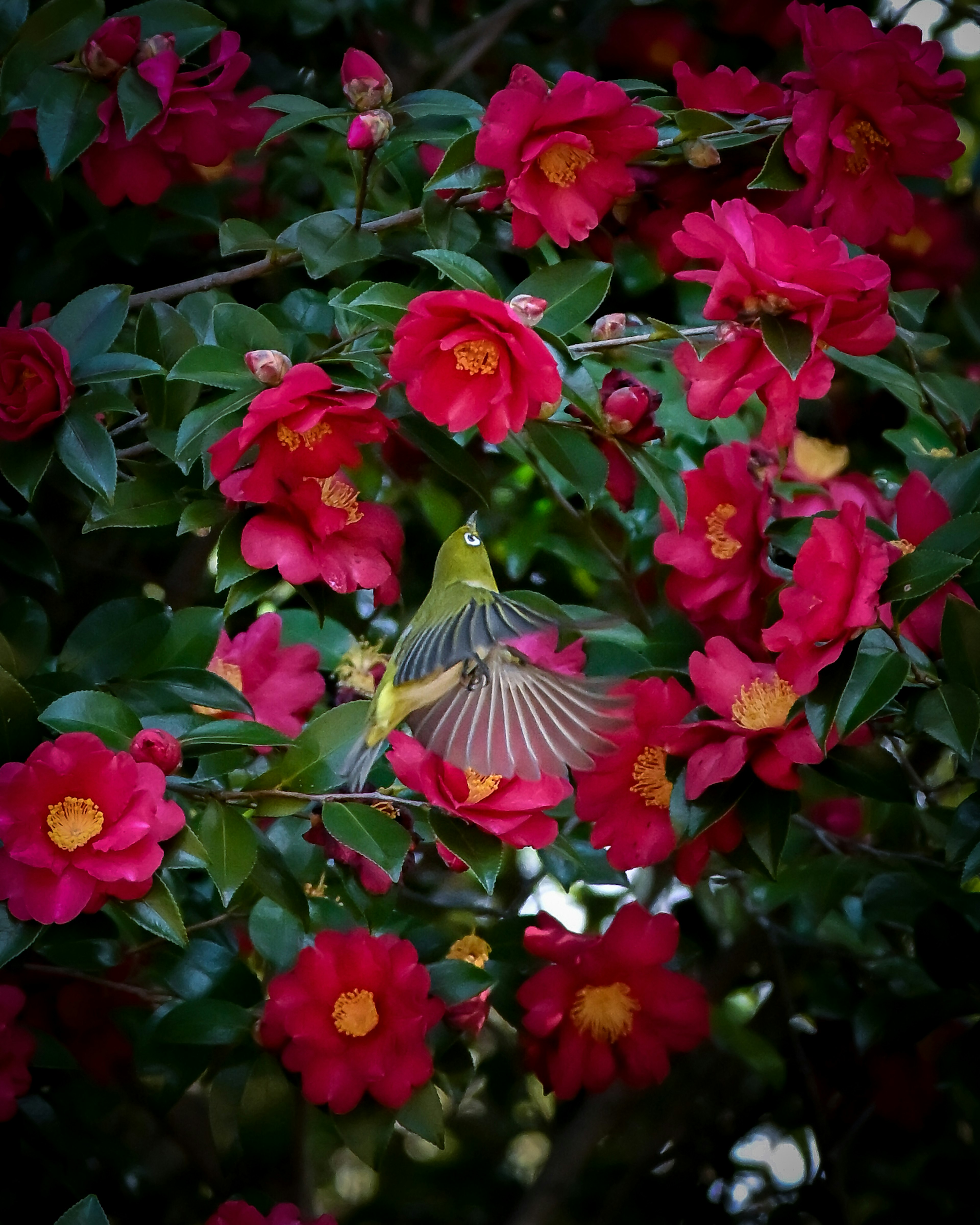 A small bird spreading its wings among vibrant camellia flowers