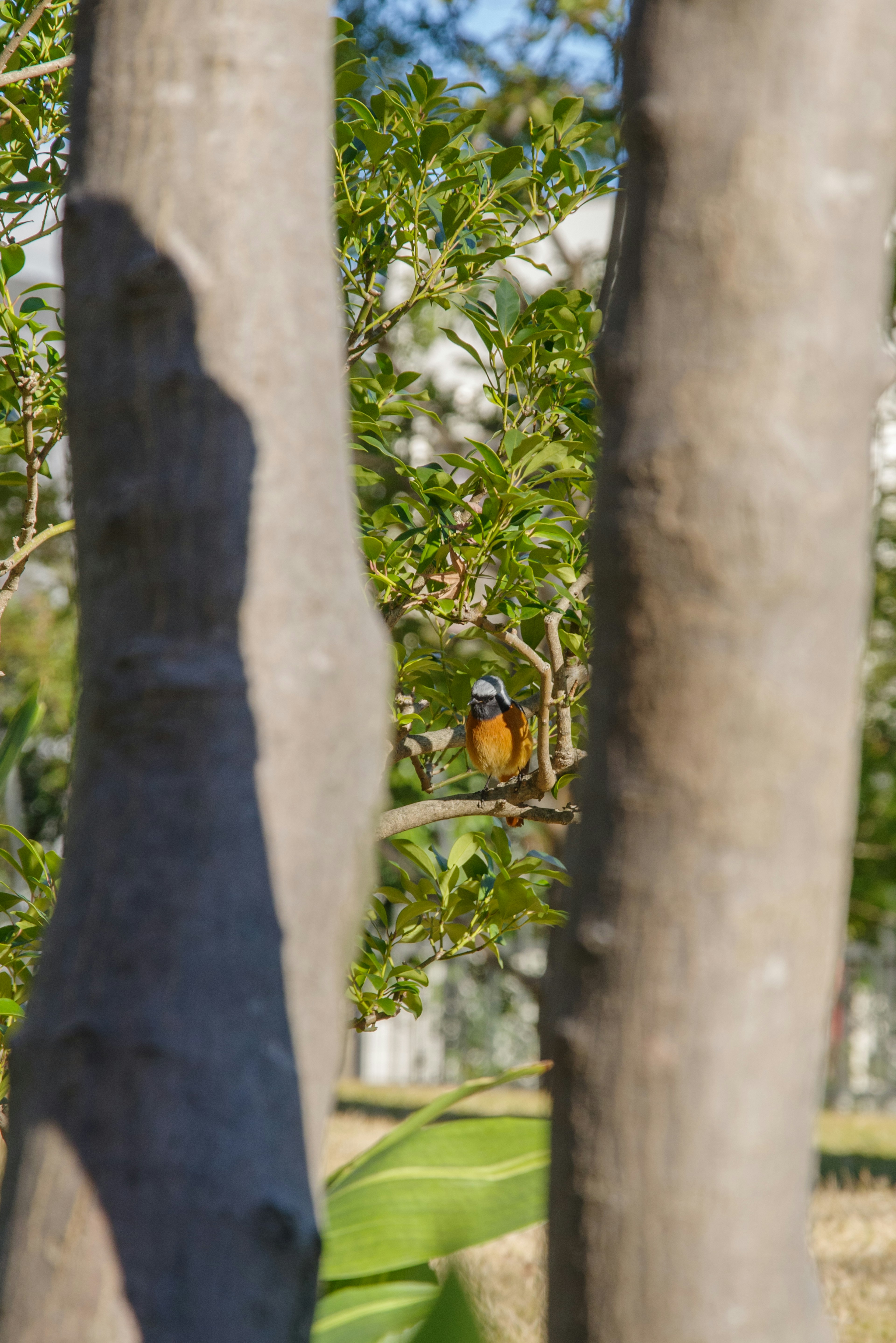 A colorful bird partially visible between tree trunks with green leaves