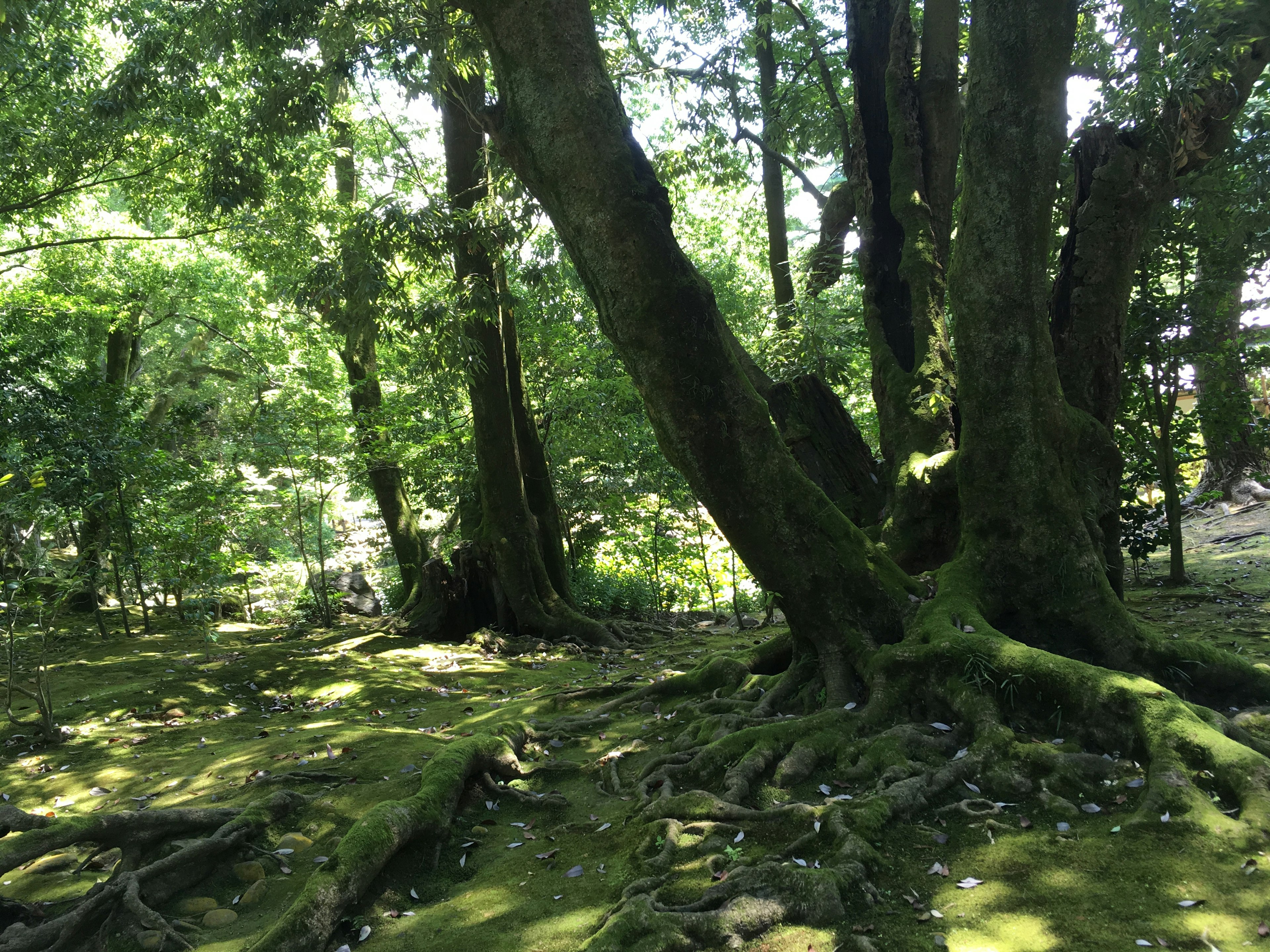 Scena di foresta lussureggiante con grandi alberi e radici espanse