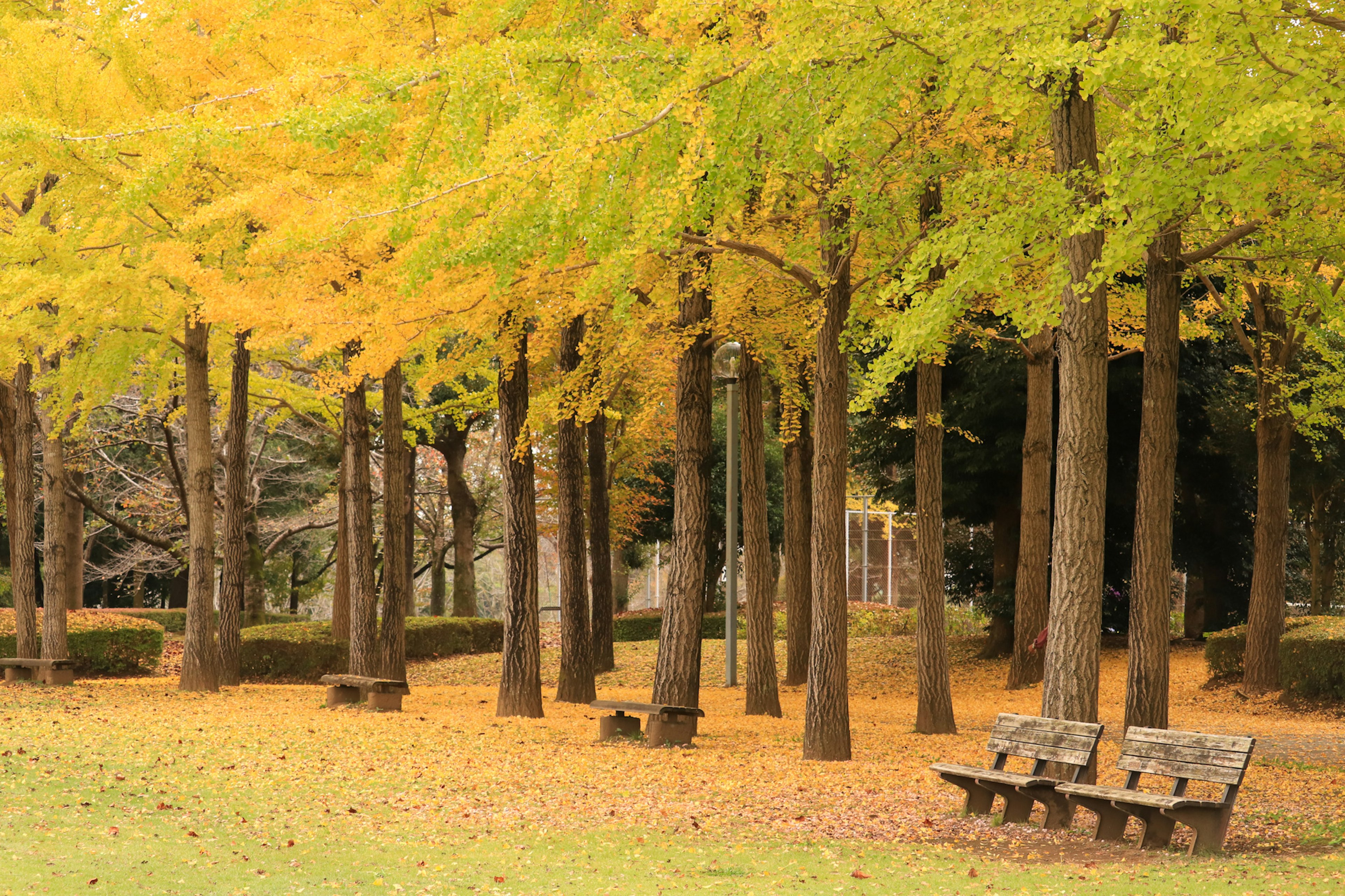 Vista pittoresca del parco con foglie autunnali colorate panchine e alberi