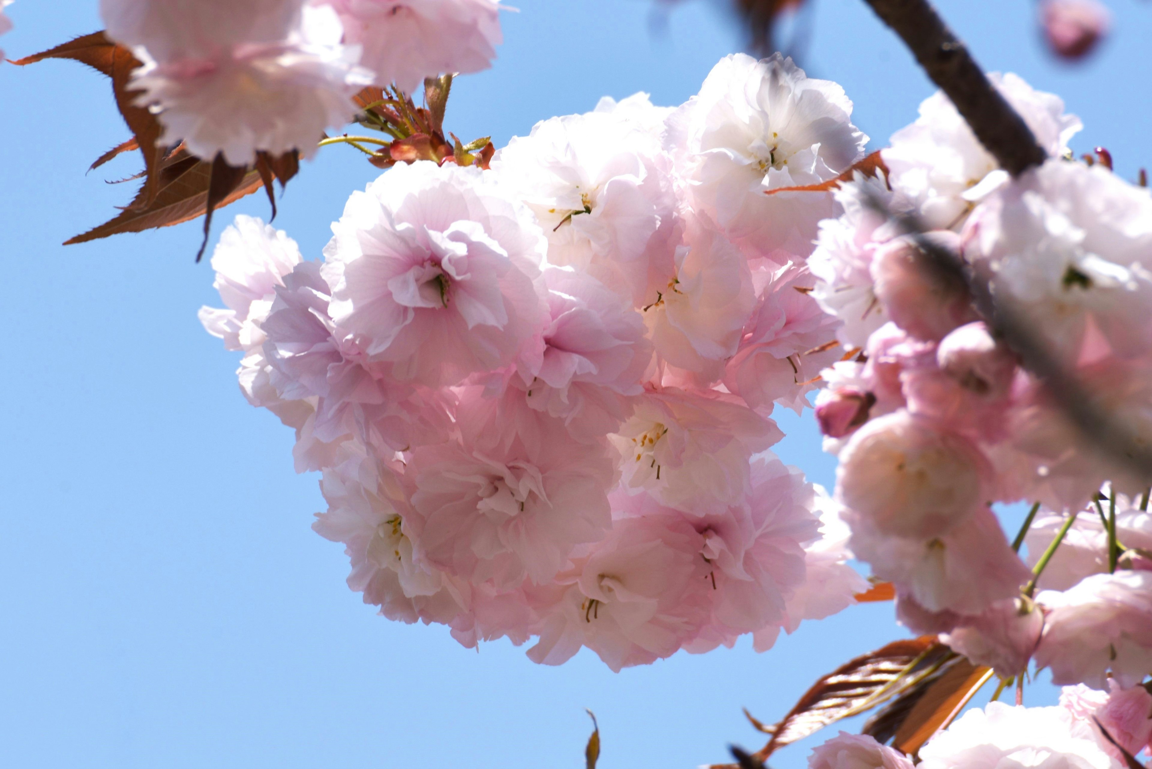 Bunga sakura yang indah melawan langit biru