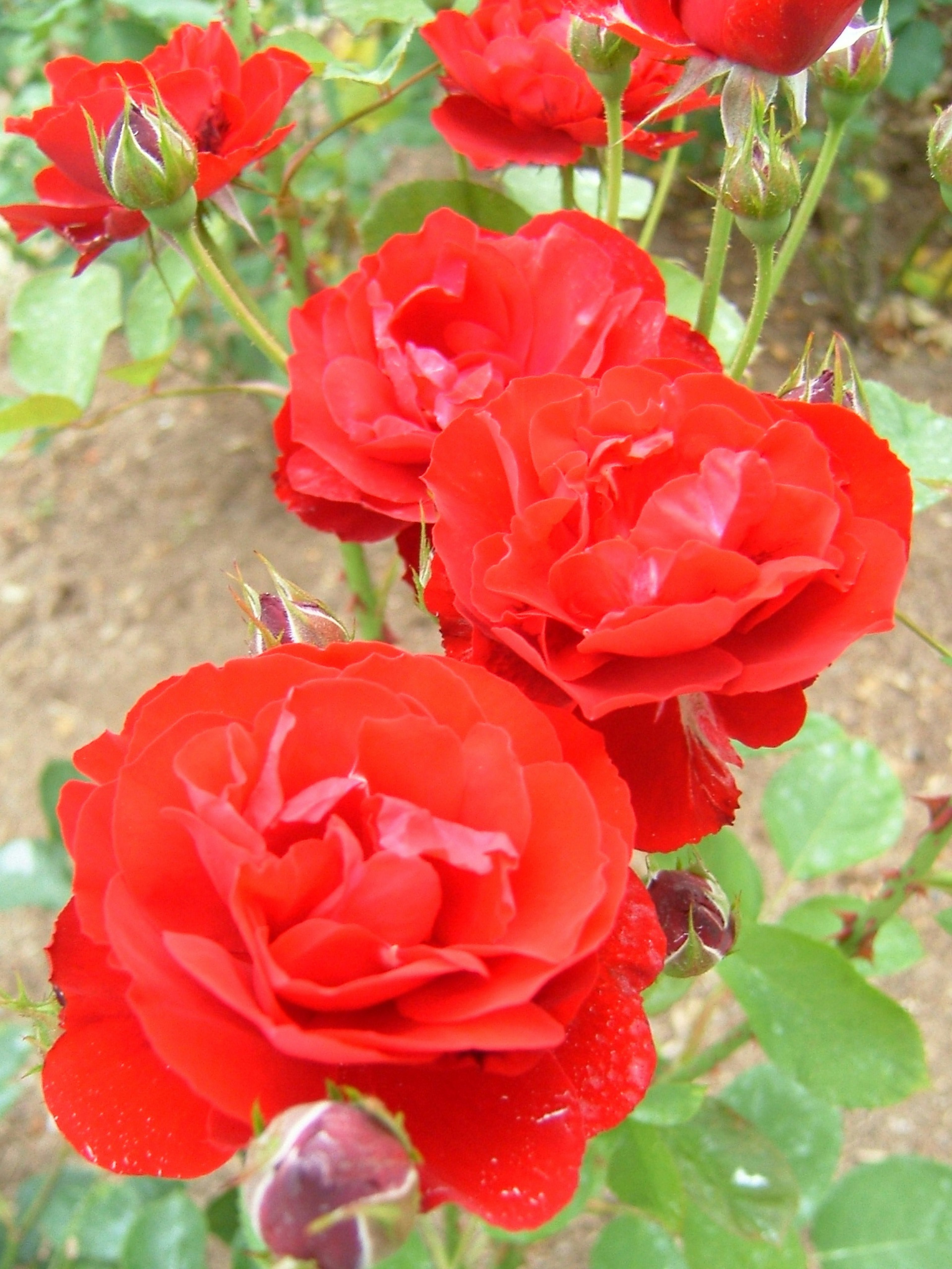 Mawar merah cerah yang sedang mekar