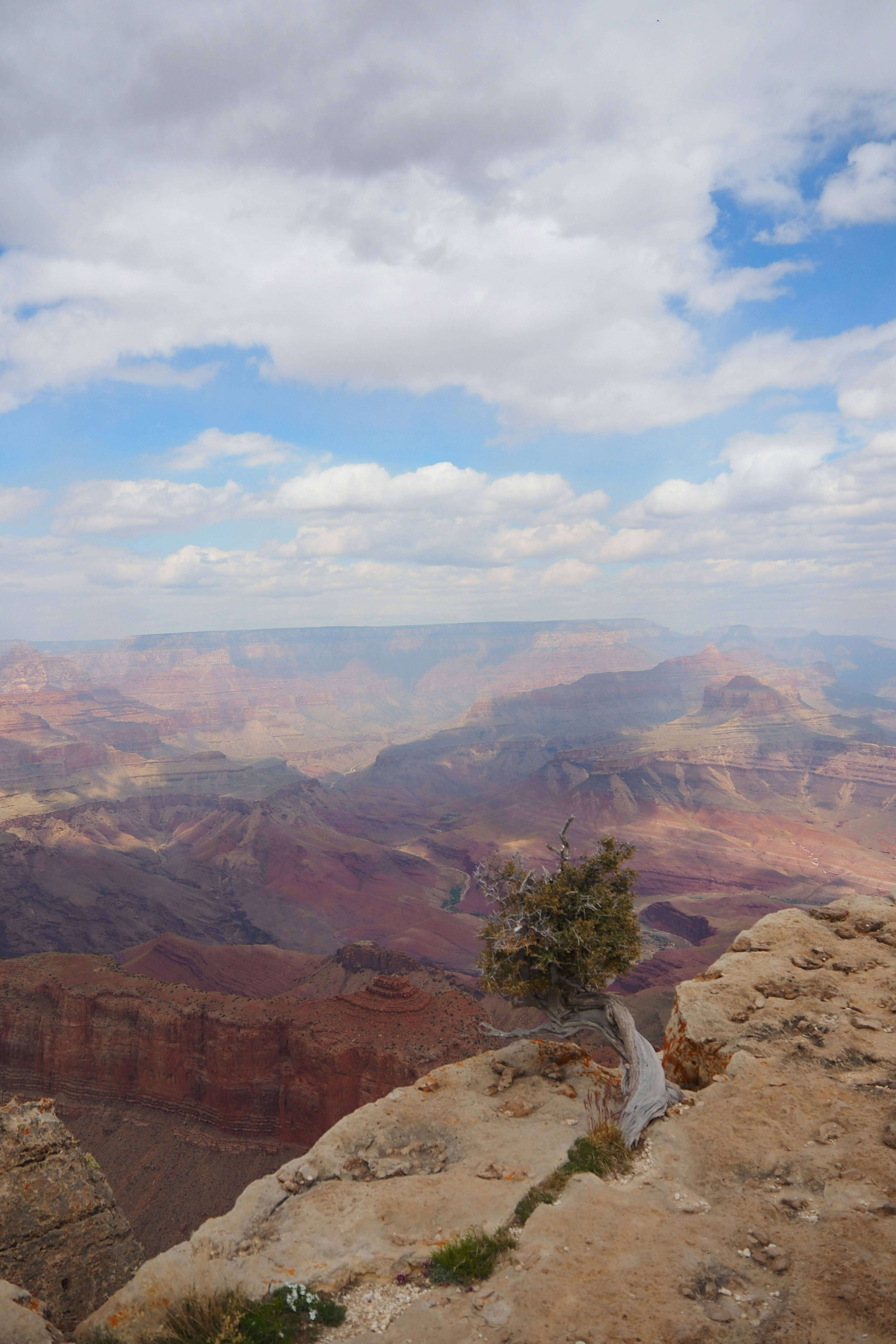 Blick auf den Grand Canyon mit einem einsamen Baum unter einem blauen Himmel