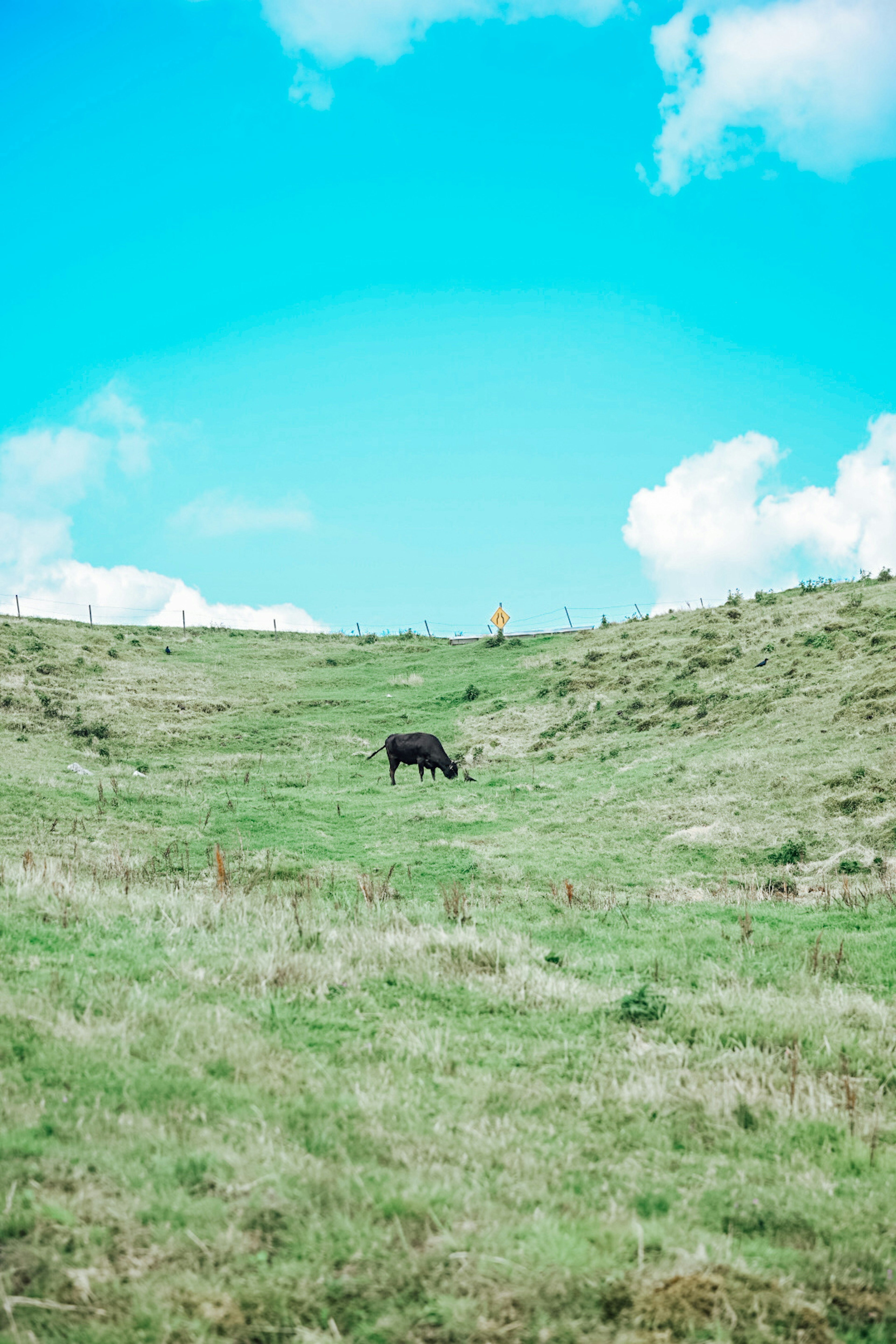 A black cow grazing on green hills under a blue sky