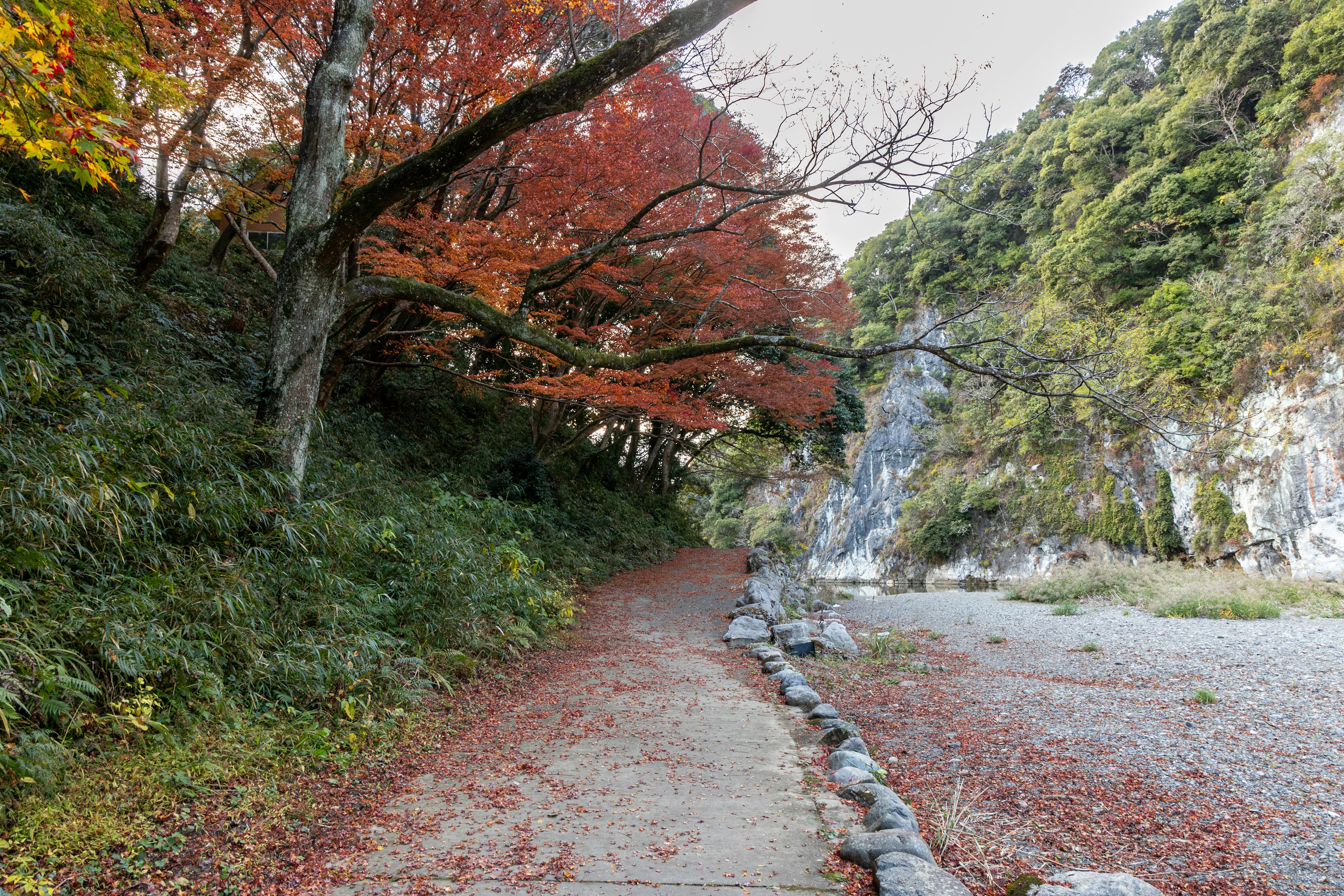 紅葉の木々が並ぶ小道と岩壁のある風景