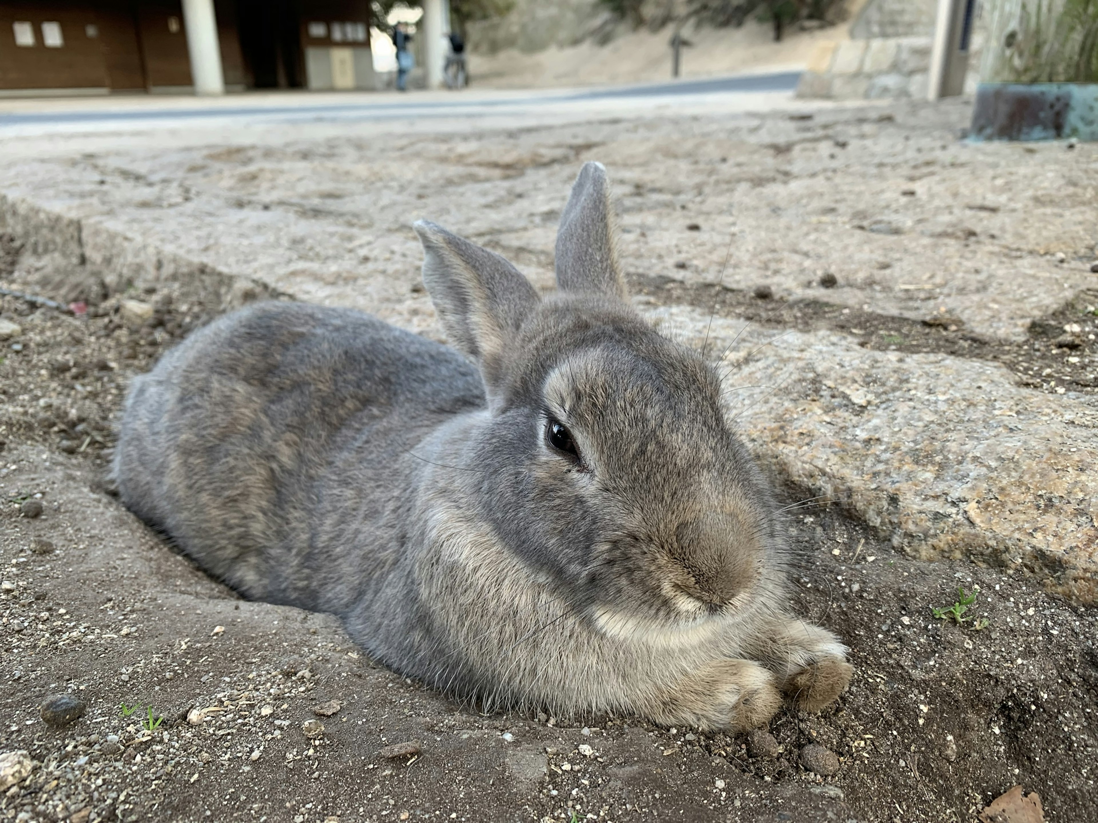 Gray rabbit lying on the ground