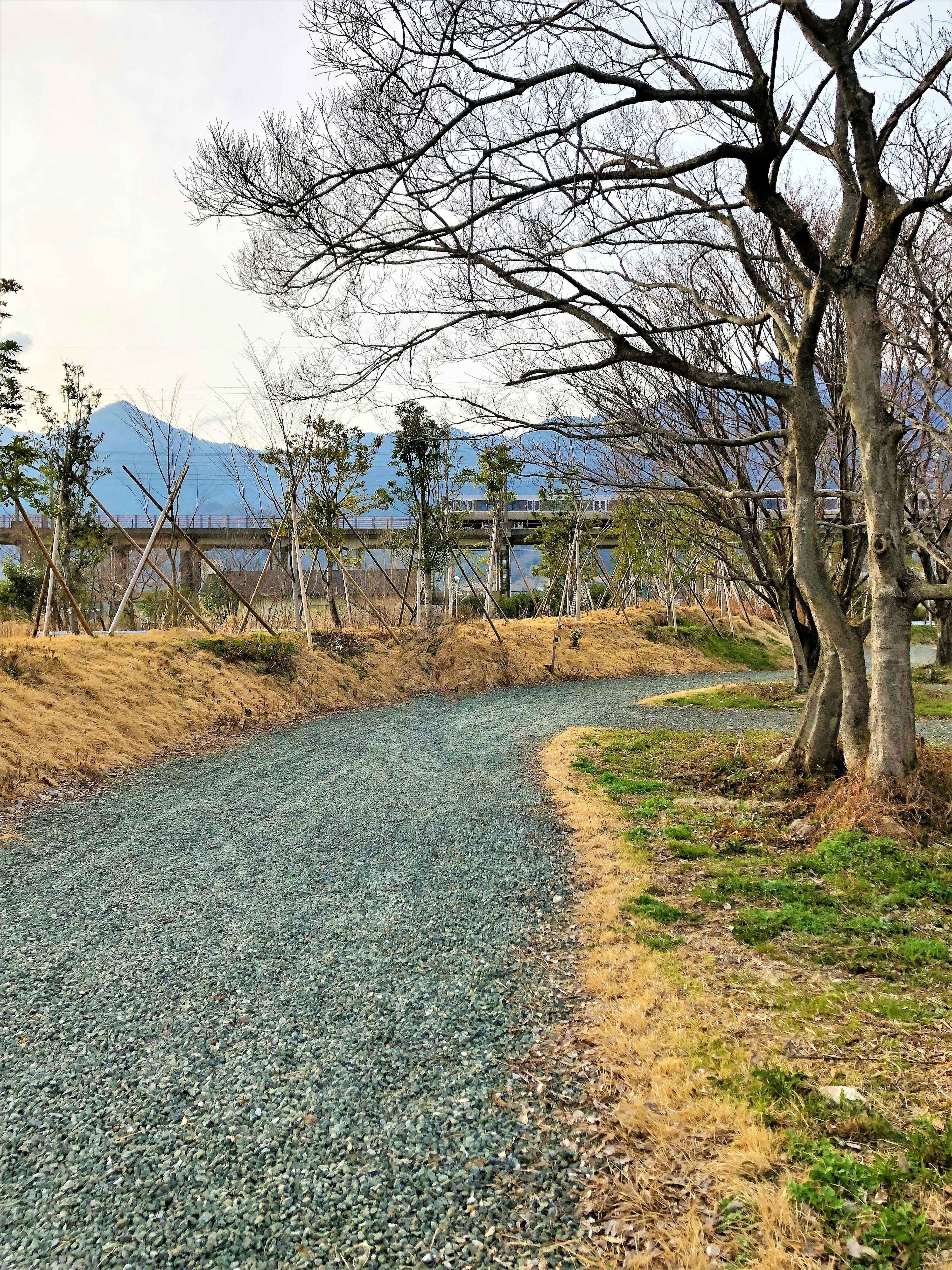 Sentier pittoresque avec des arbres dénudés et des montagnes lointaines