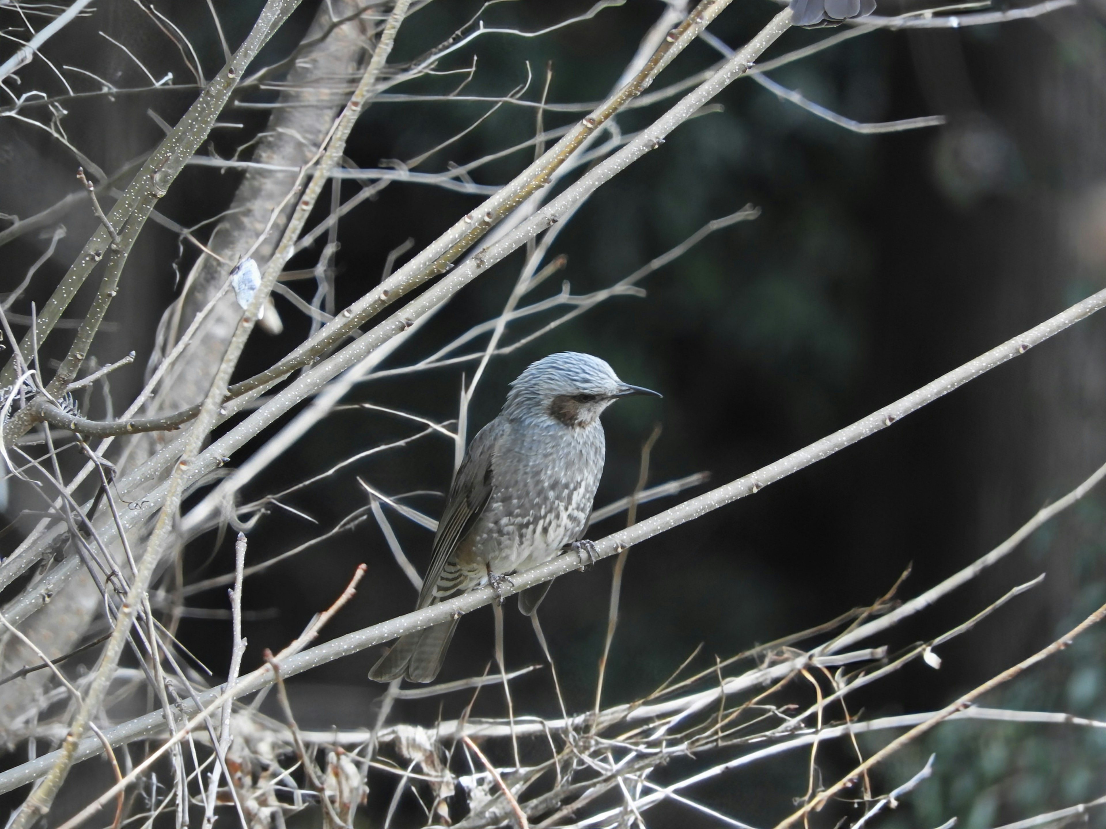 Bild eines Vogels, der auf Ästen sitzt