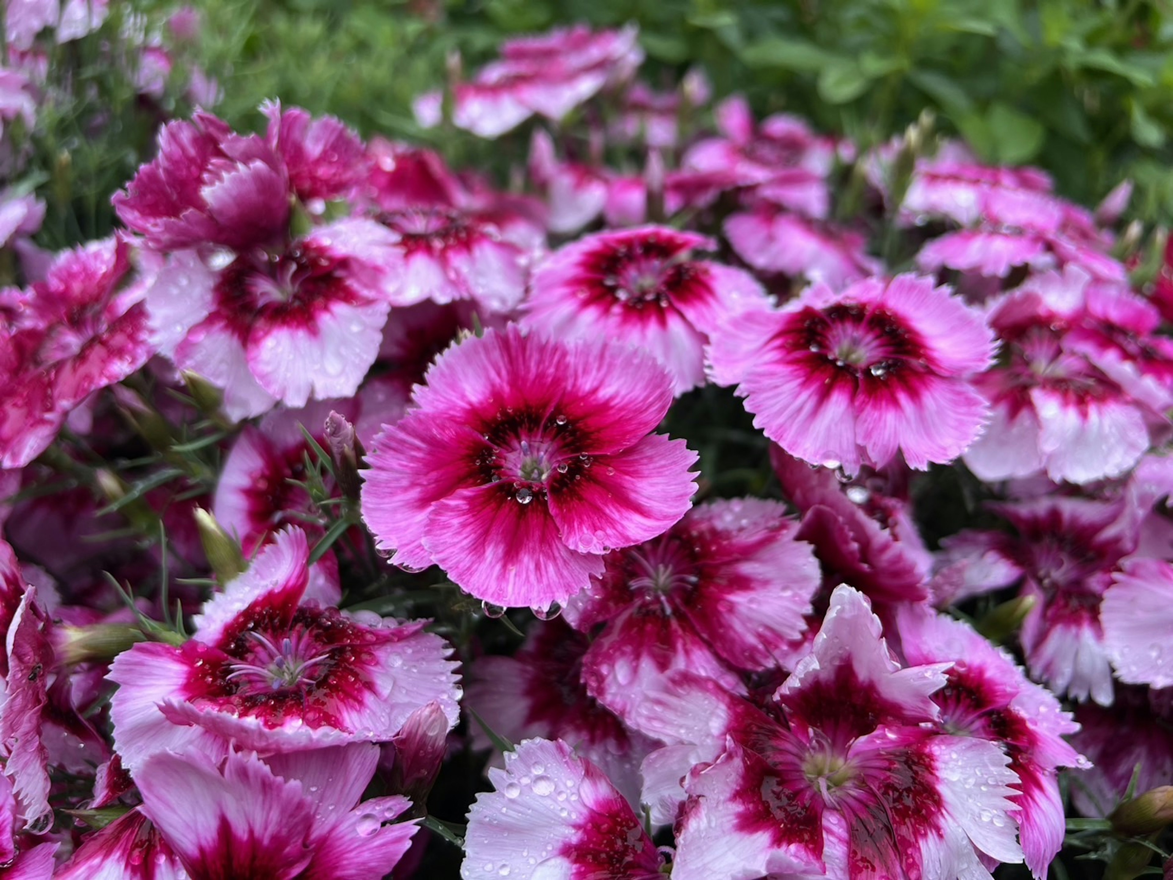 鮮やかなピンクと白の花が咲くダイアンサスのクローズアップ