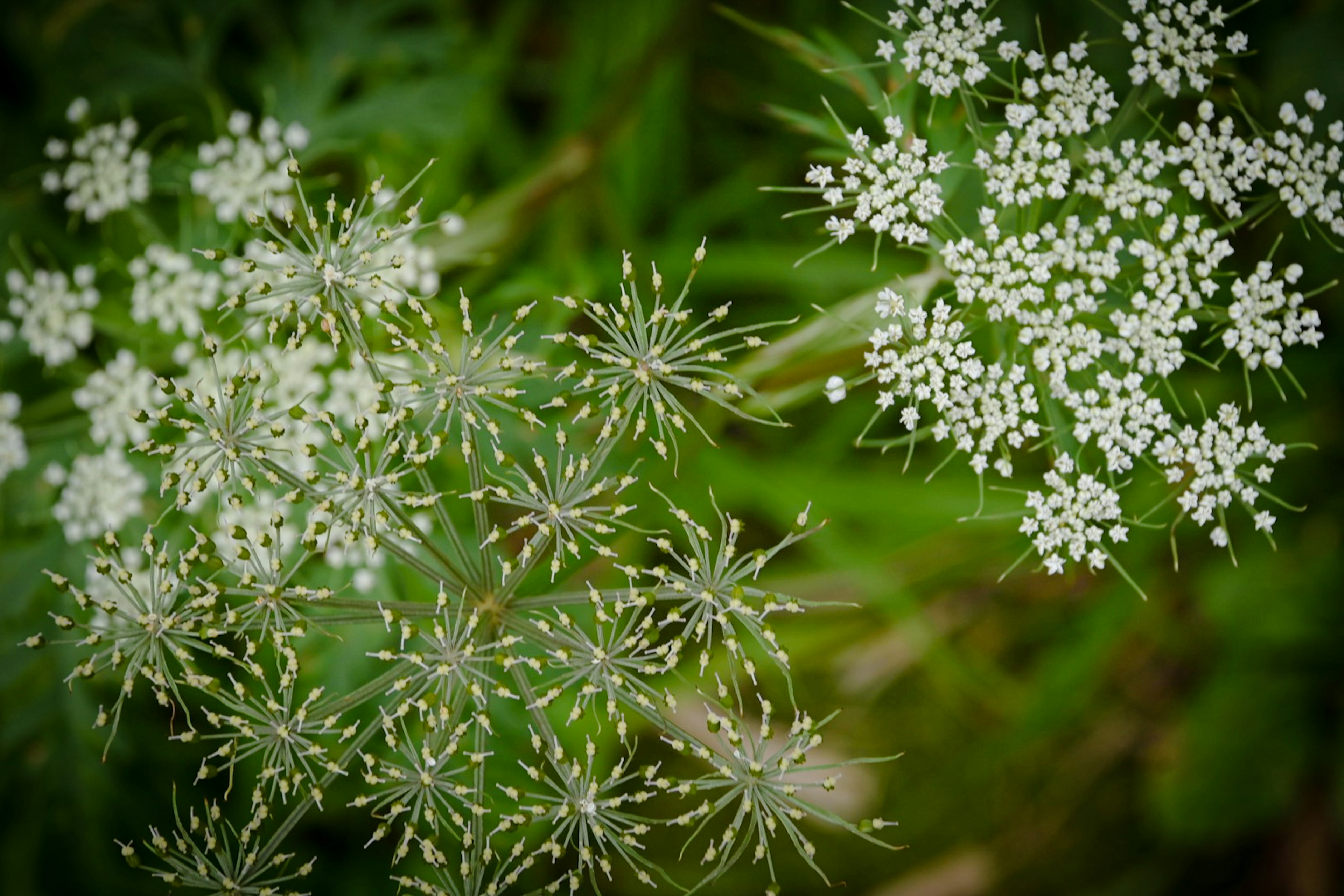 緑の背景に白い小さな花が咲いている植物のクローズアップ