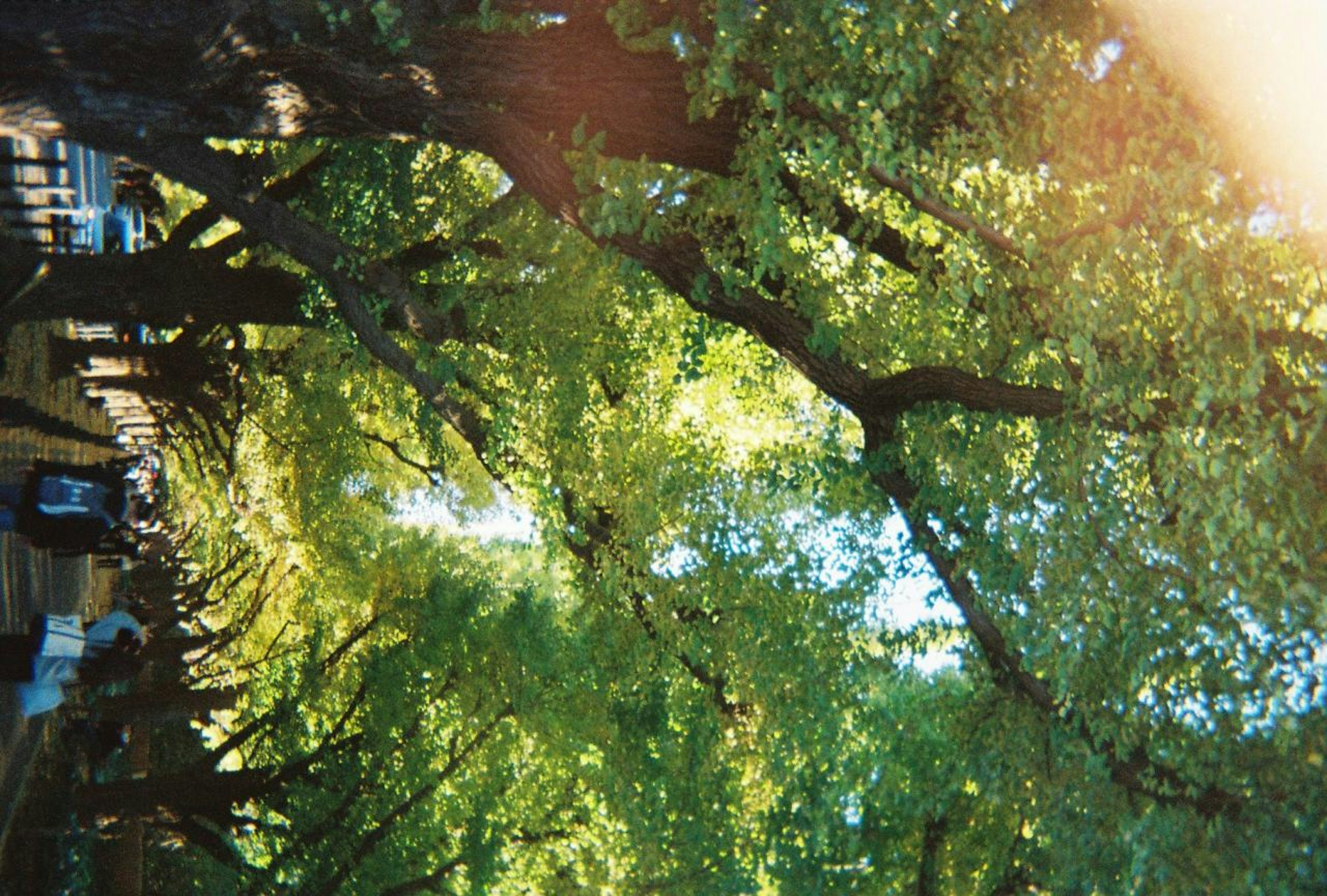 Lush green trees in a park setting