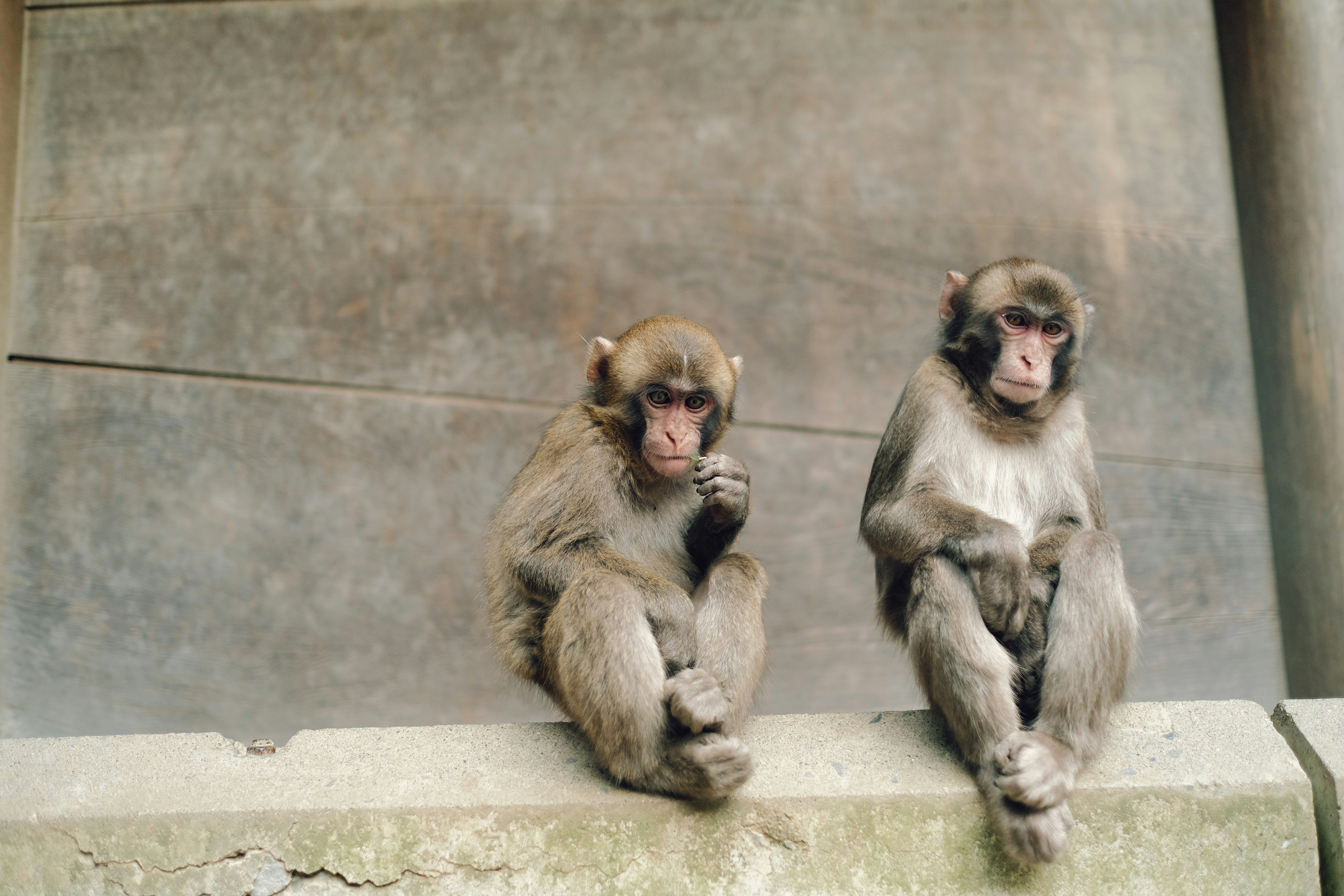 Two monkeys sitting against a wall