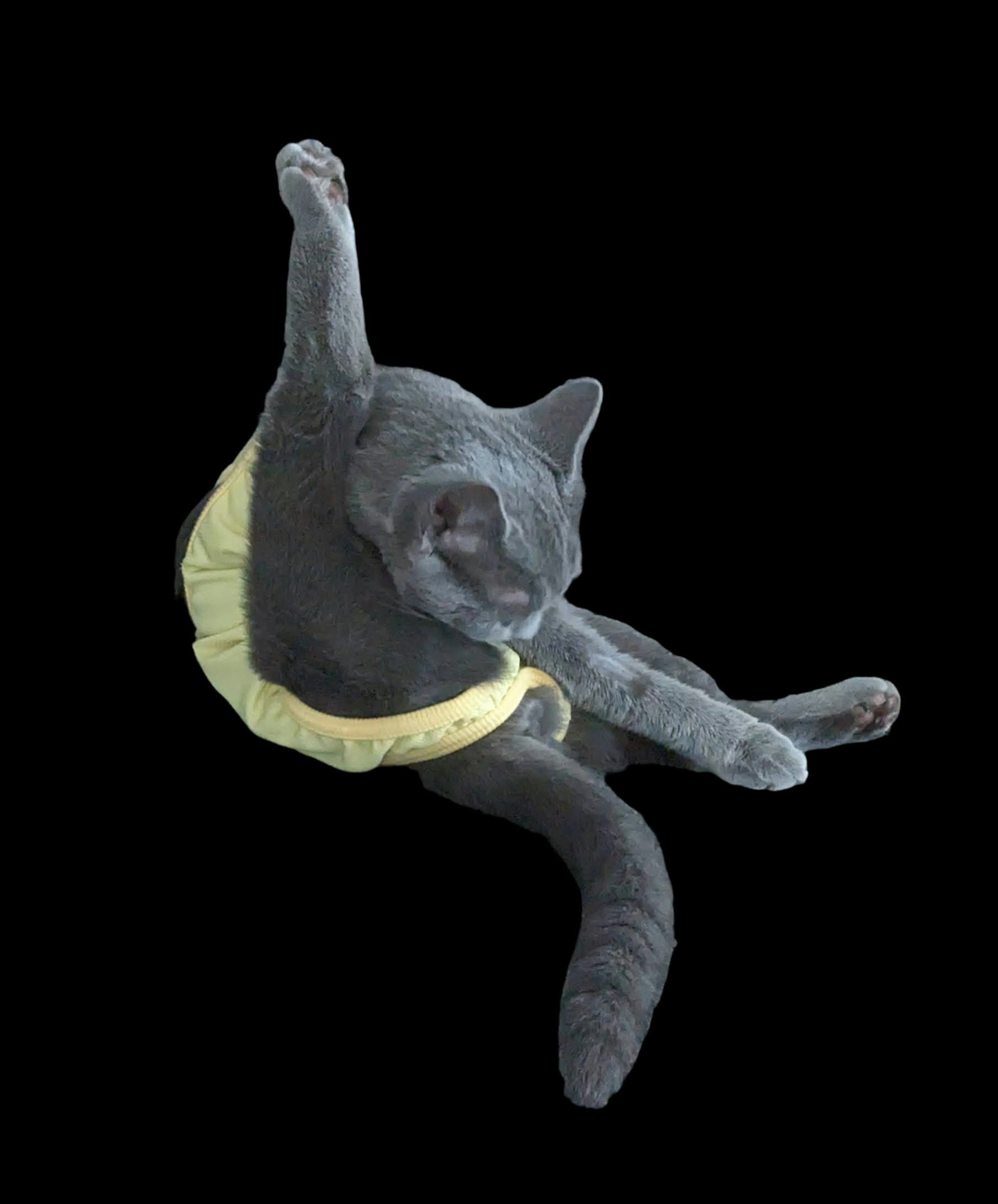 A black cat wearing a yellow skirt in a unique pose