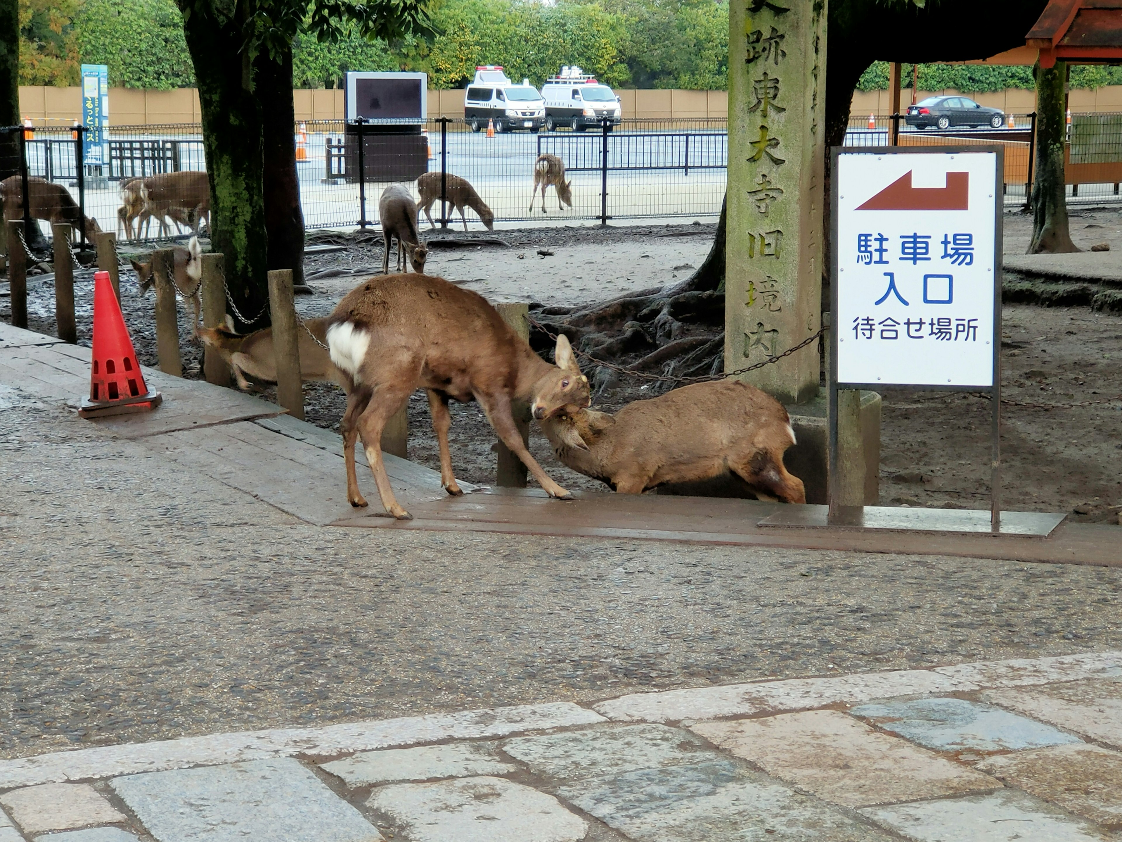 Two deer interacting near a sign in a park