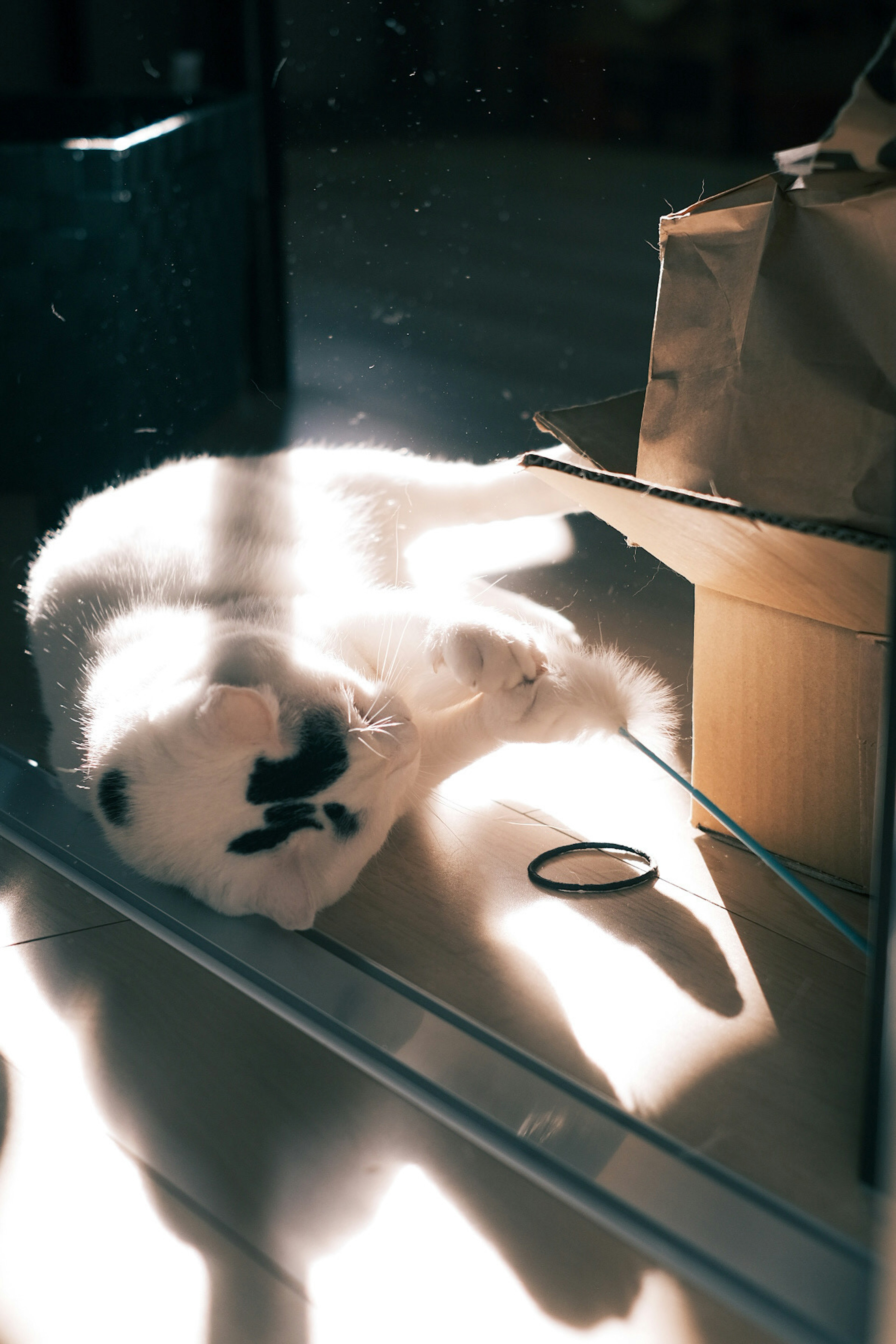 Un chat blanc se prélassant au soleil avec une boîte en carton et un élastique noir à proximité