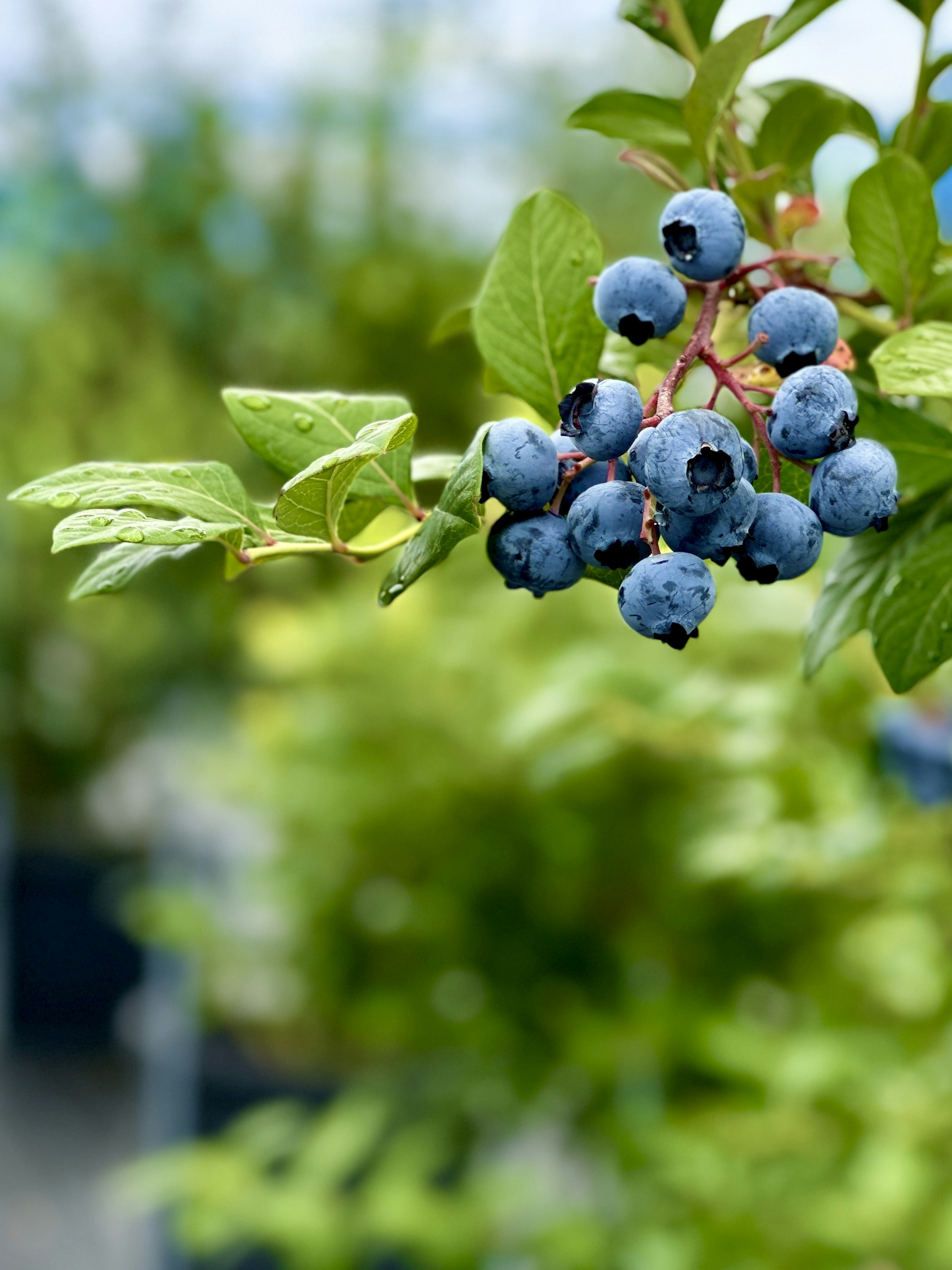 Blaubeertraube zwischen grünen Blättern