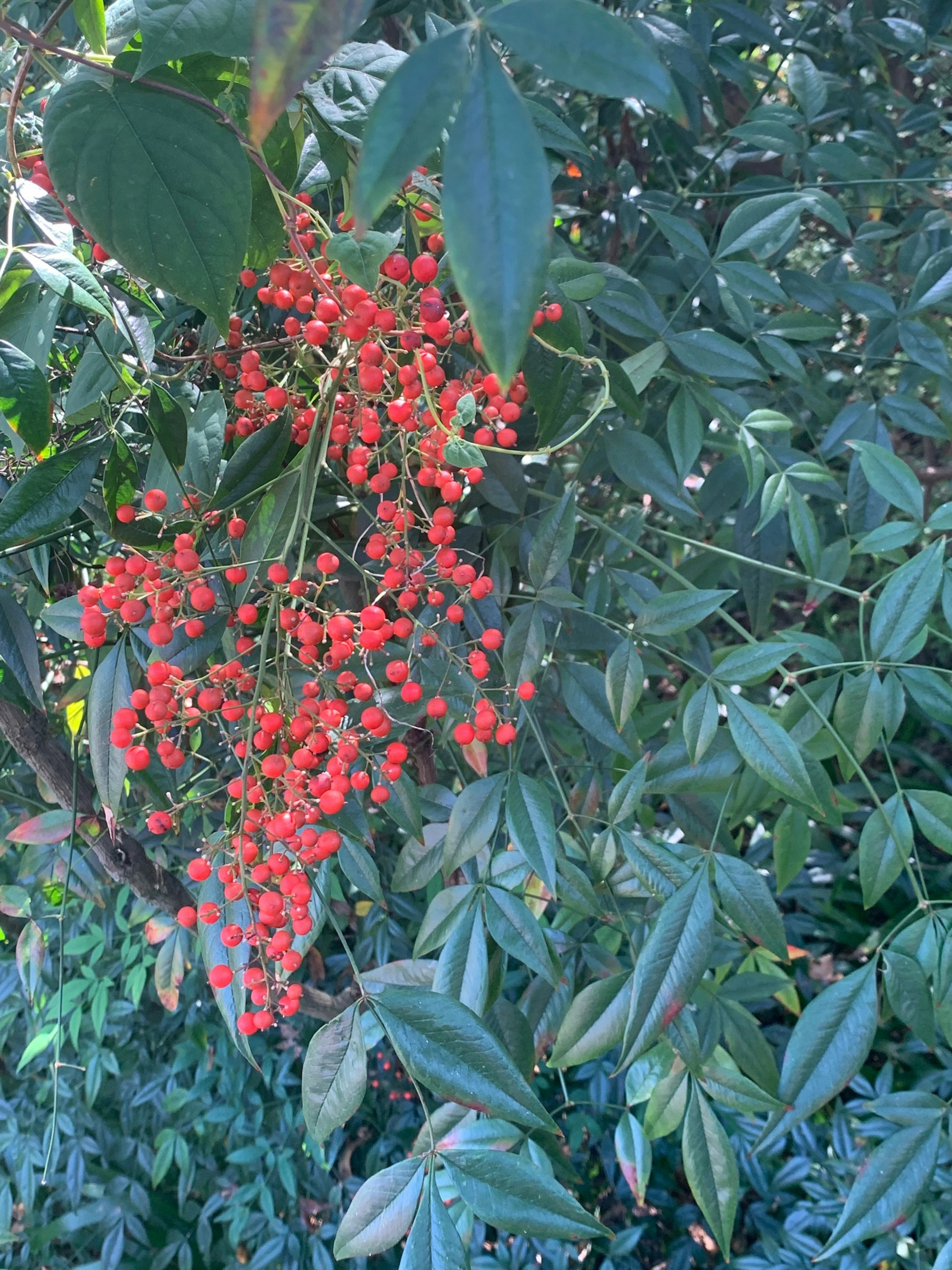 Ein Cluster von leuchtend roten Beeren, das an einer grünen Blattpflanze hängt