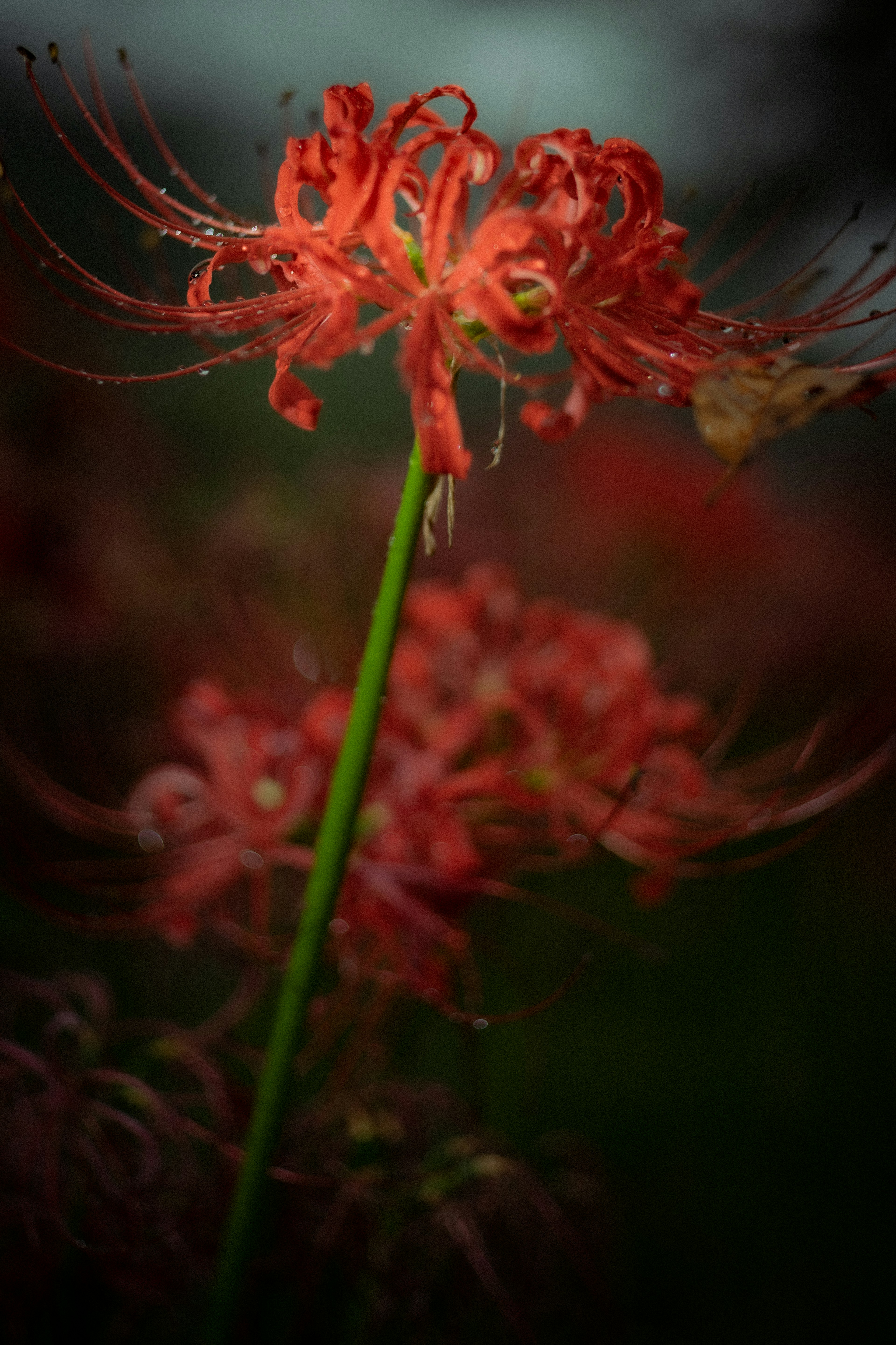 Eine beeindruckende rote Spinnenblume steht im Vordergrund