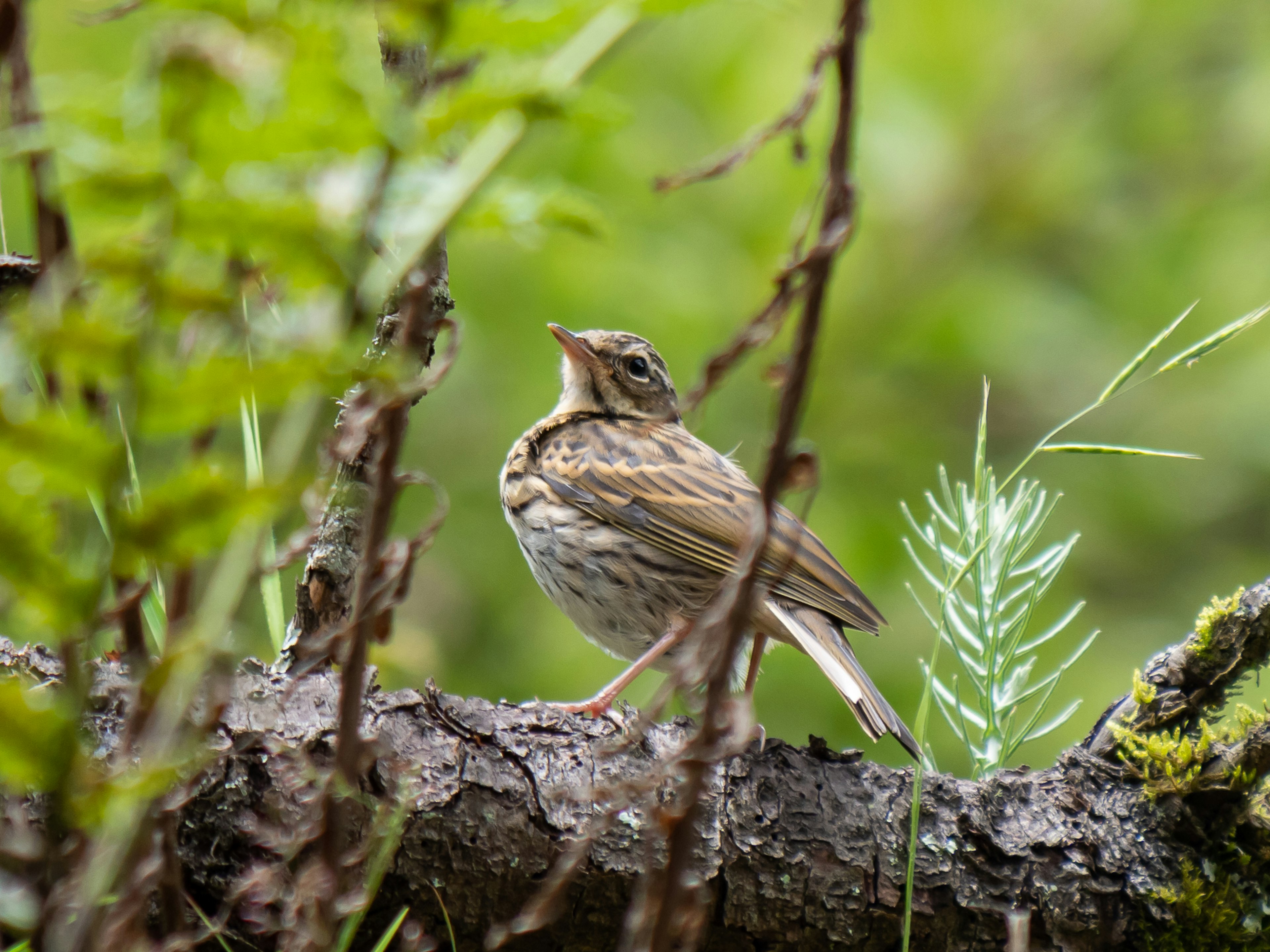 Ein kleiner Vogel sitzt auf einem Ast vor grünem Hintergrund