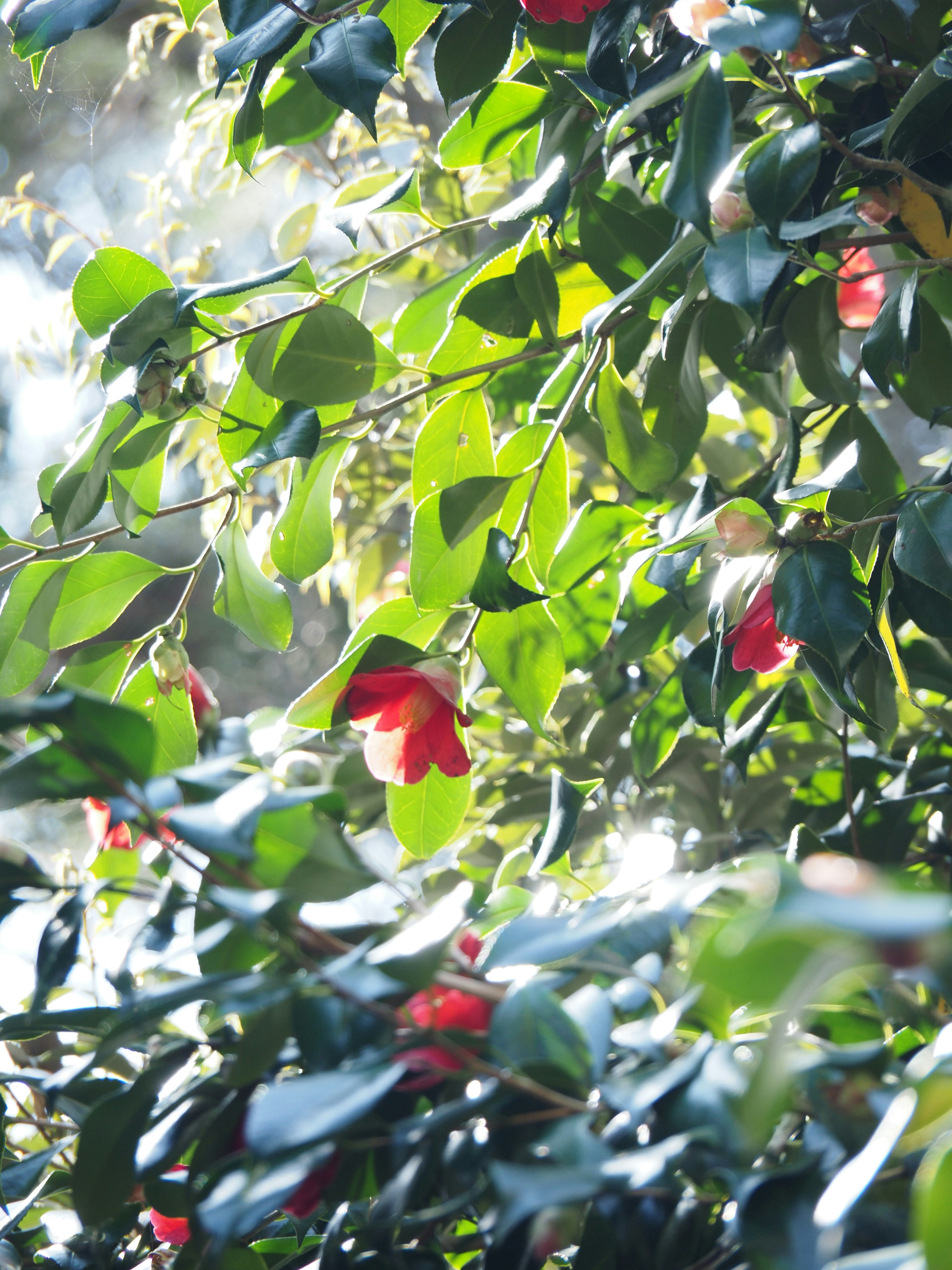 Close-up of branches with green leaves and red flowers