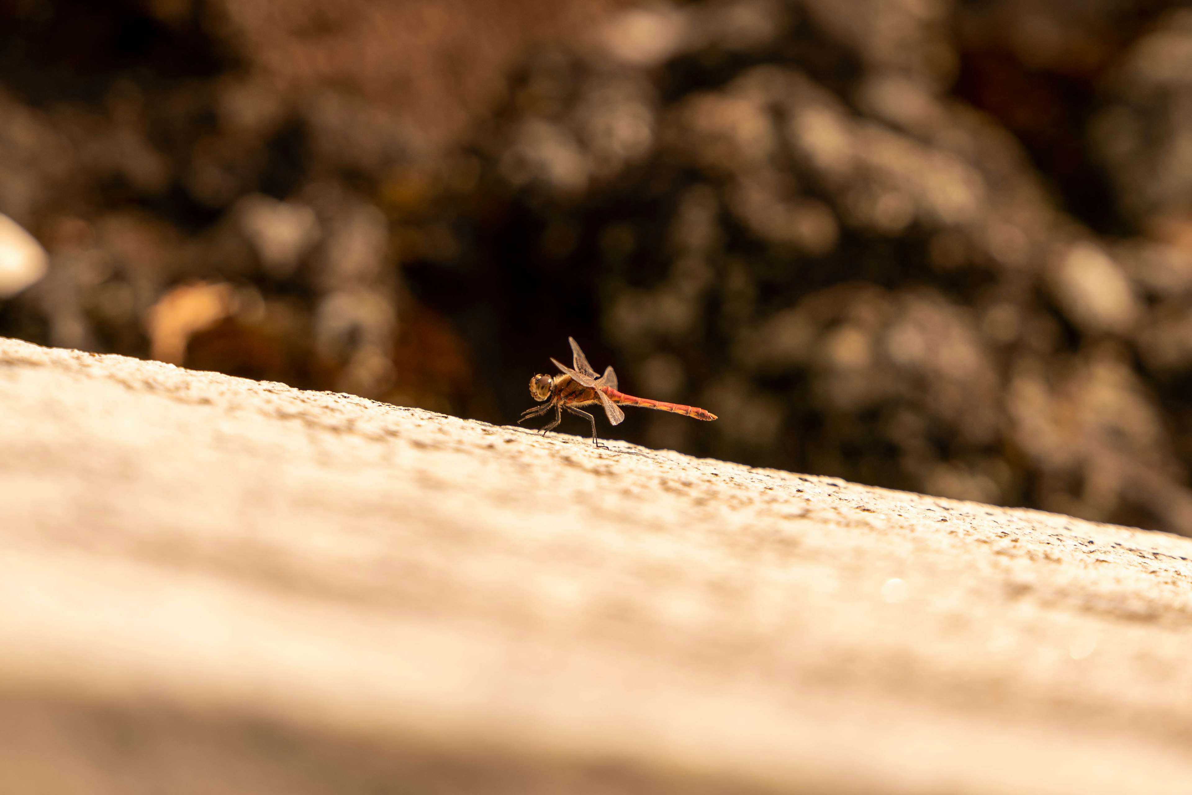 A small lizard walking on a rock surface