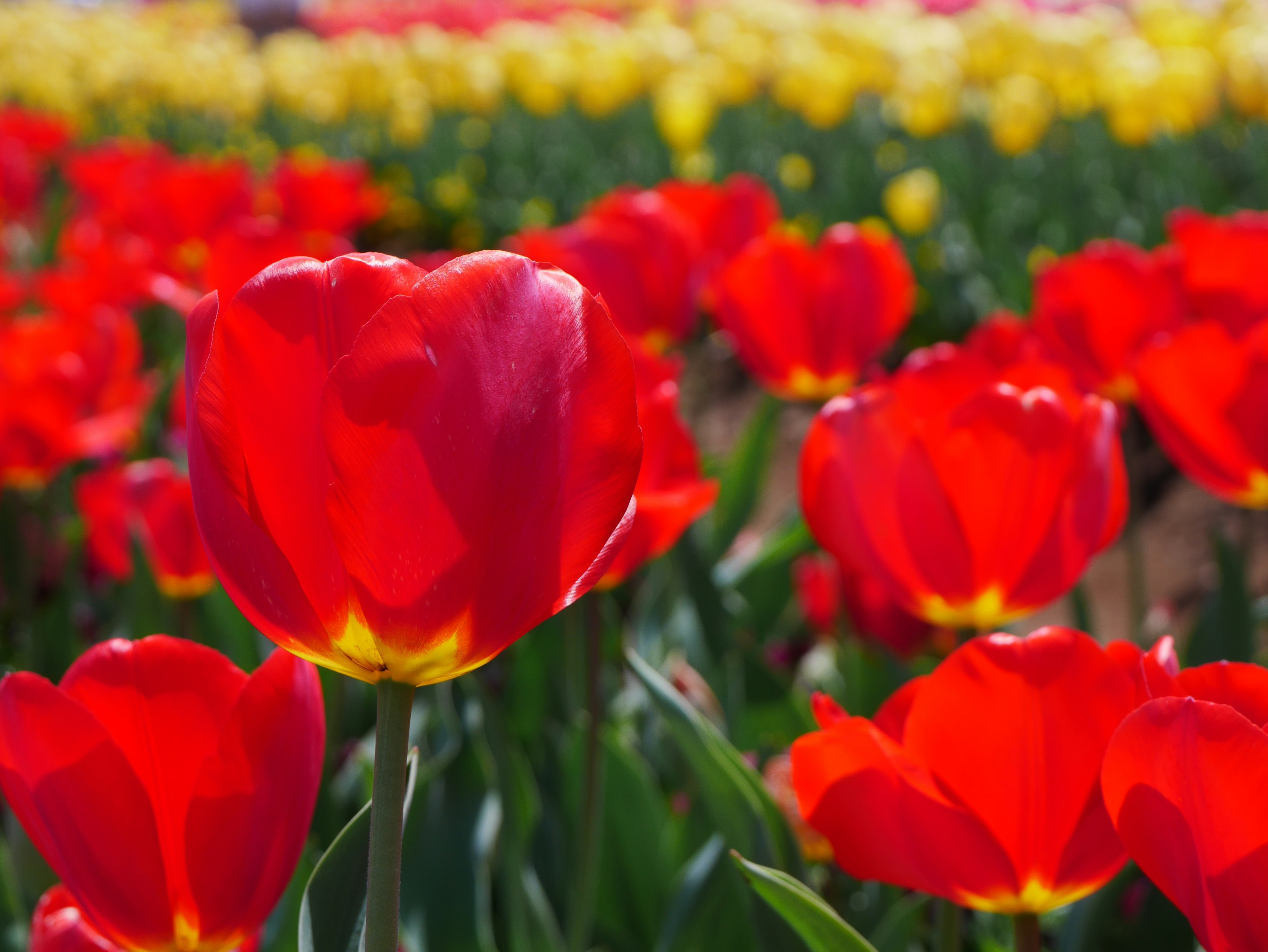 Campo de flores brillante con tulipanes rojos en flor