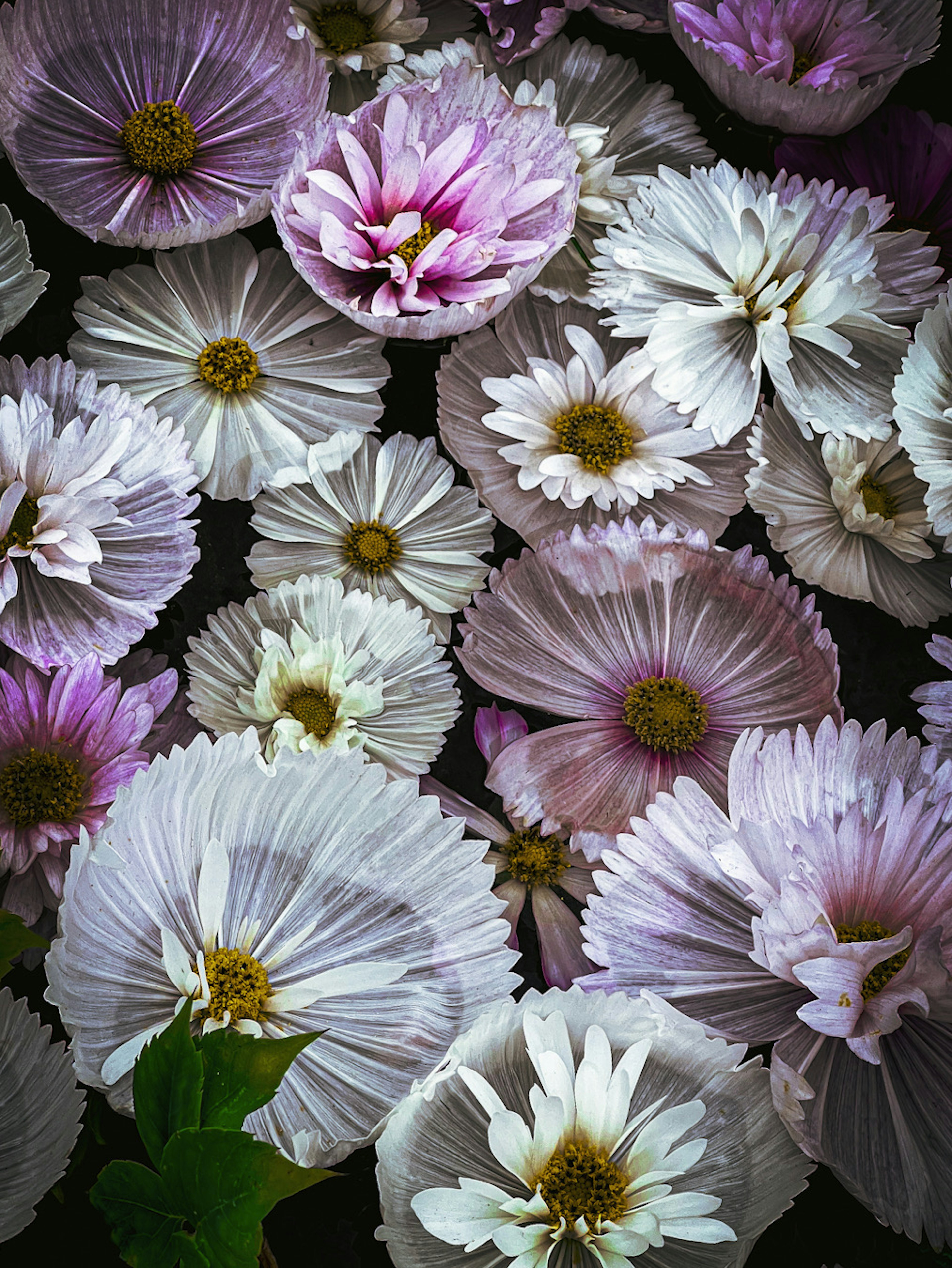 Ein schönes Arrangement aus bunten Blumen